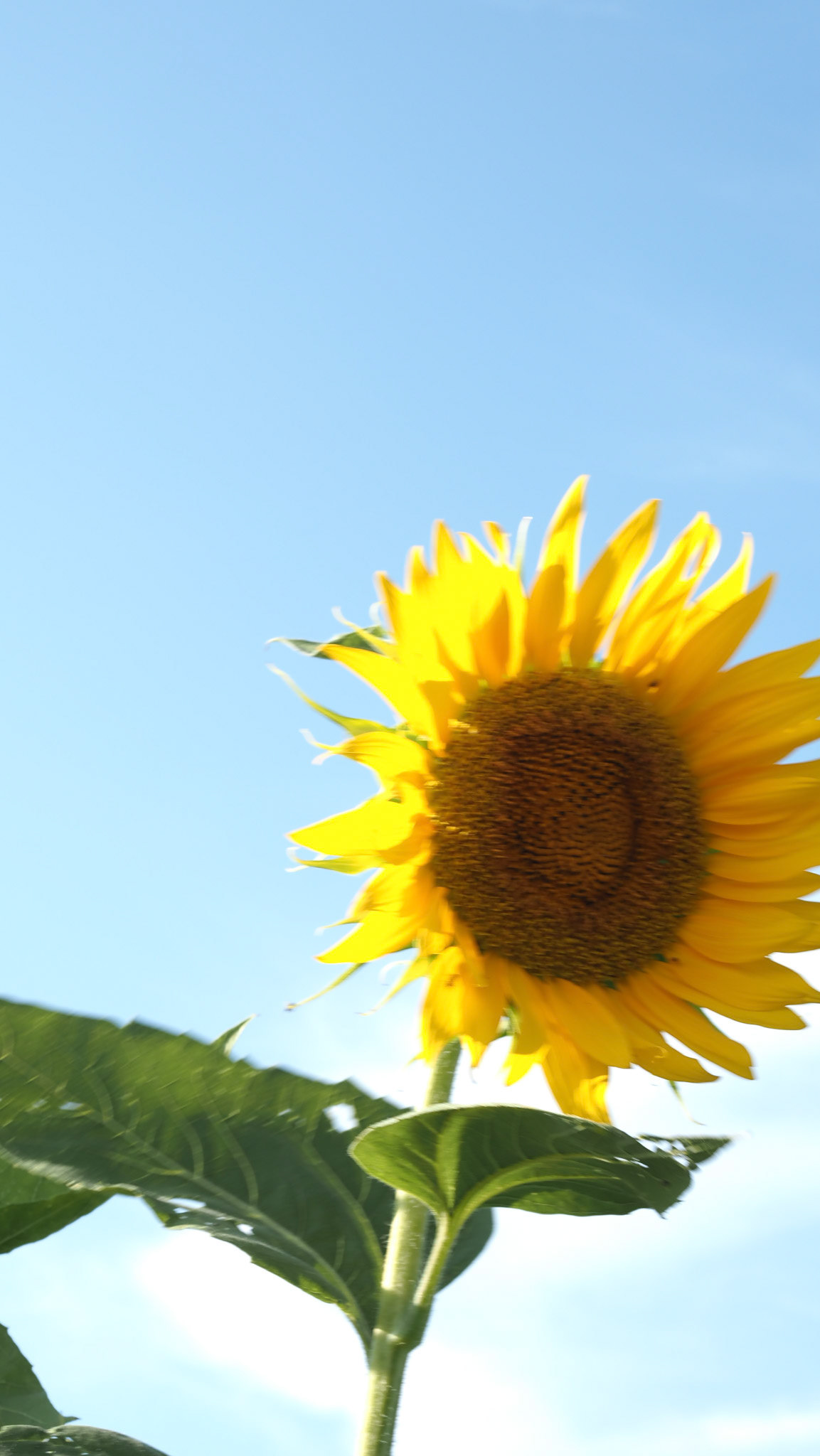 sunflower.2024