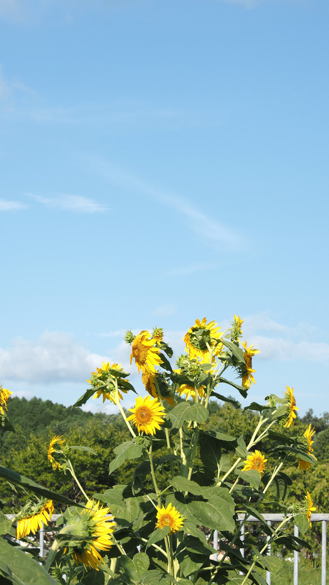 sunflowers.2024