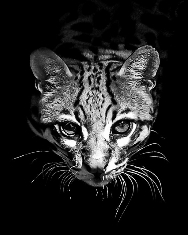 Este quadro trata-se de uma comunicação, um mergulho ao mistério do pensamento e da beleza deste sentimento. Além de uma das espécies de felinos mais ameaçados do Brasil, o (Leopardus pardalis) é a bela Jaguatirica (Que em nossa língua nativa, o tupi, quer dizer Pequeno Jaguar (onça pintada). Este quadro, foi fotografado na Associação Mata Ciliar, o maior centro de reabilitação de Felinos Neotropicais das Américas. Na ocasião, dei um "jeitinho" de ficar logo acima de seu recinto e fazer a fotografia.