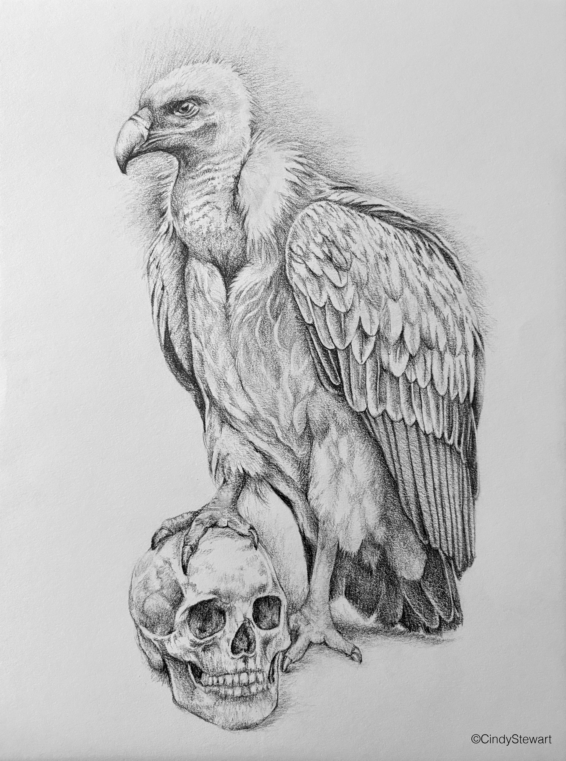 V is for Vulture, Graphite