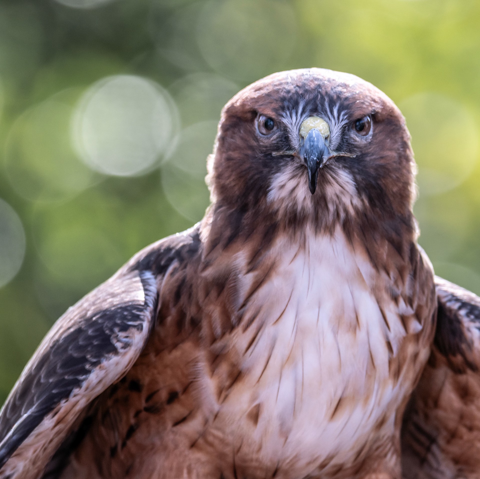 Portrait of a Red-Tailed Hawk