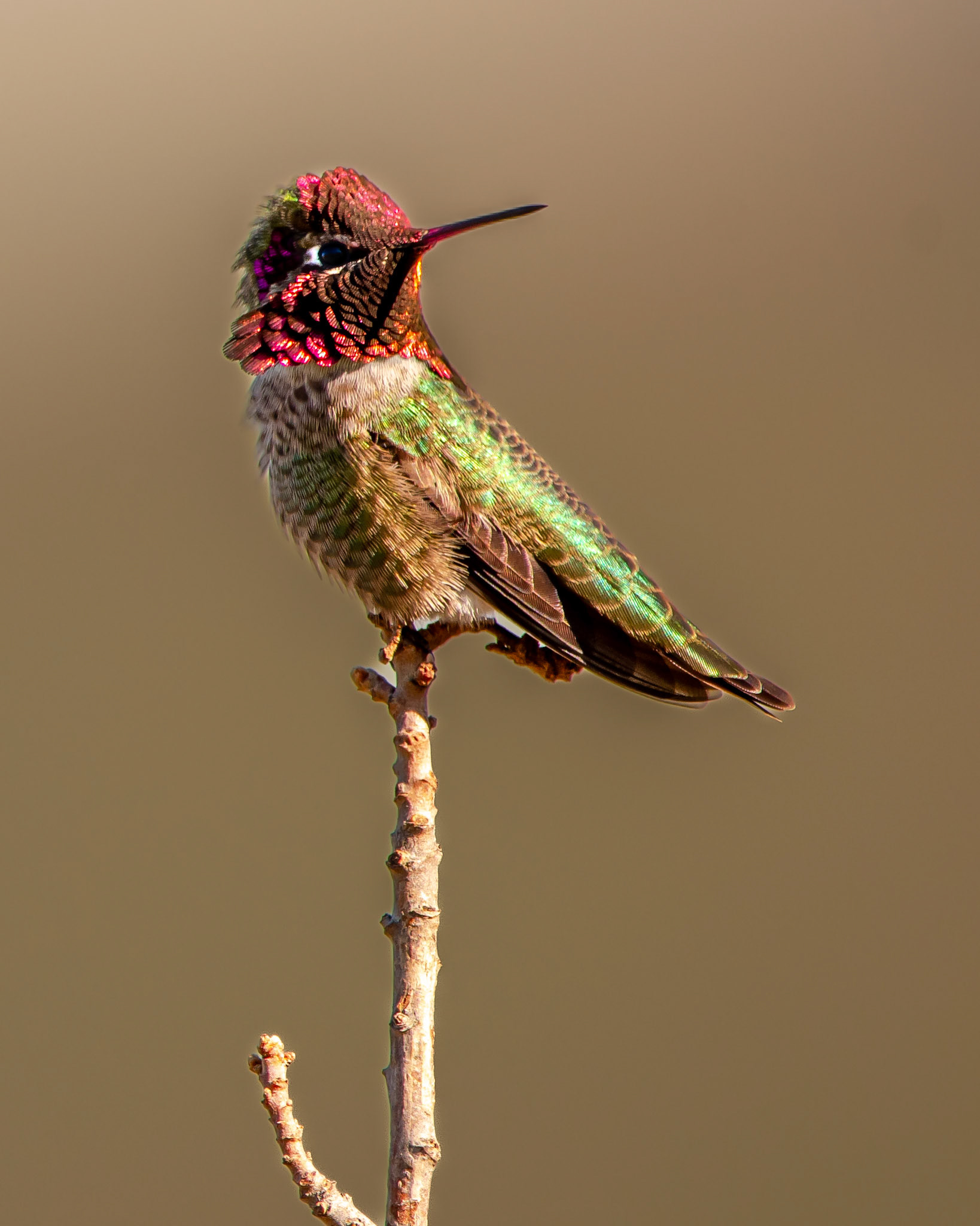Anna’s hummingbird