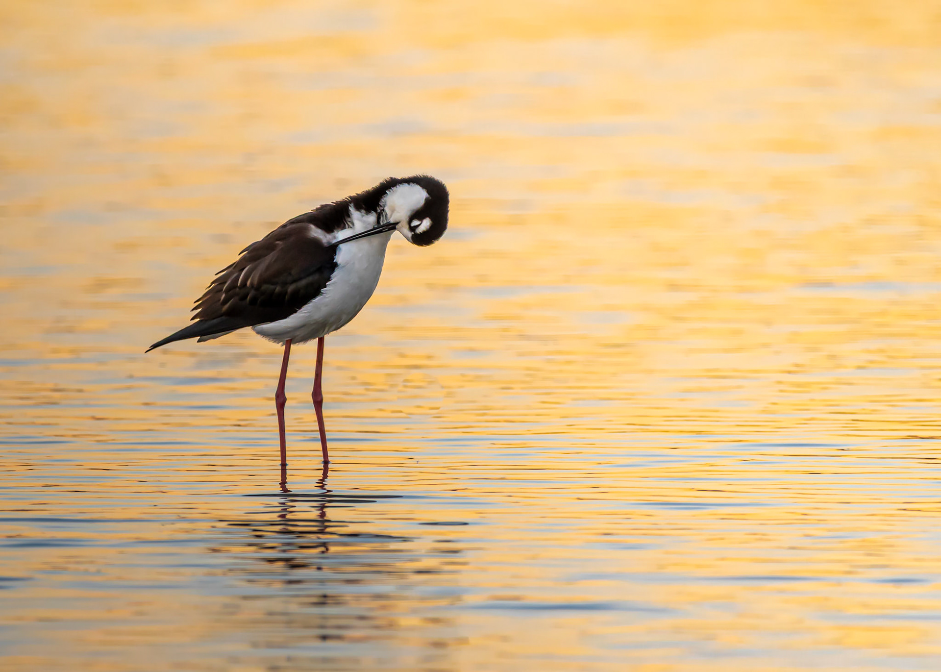 Black-necked stilt at Martinez Regional