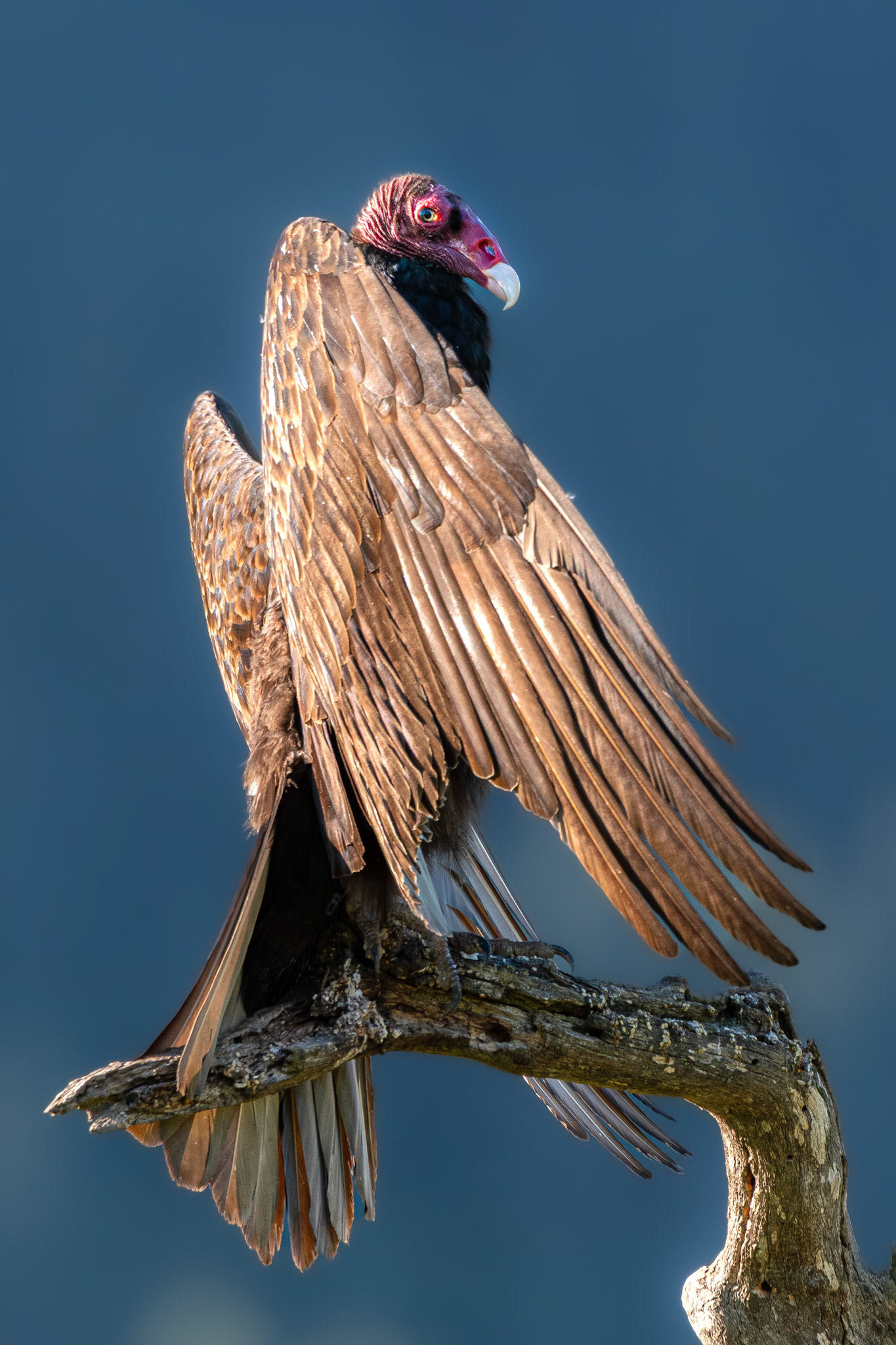 Turkey Vulture at Diablo SP