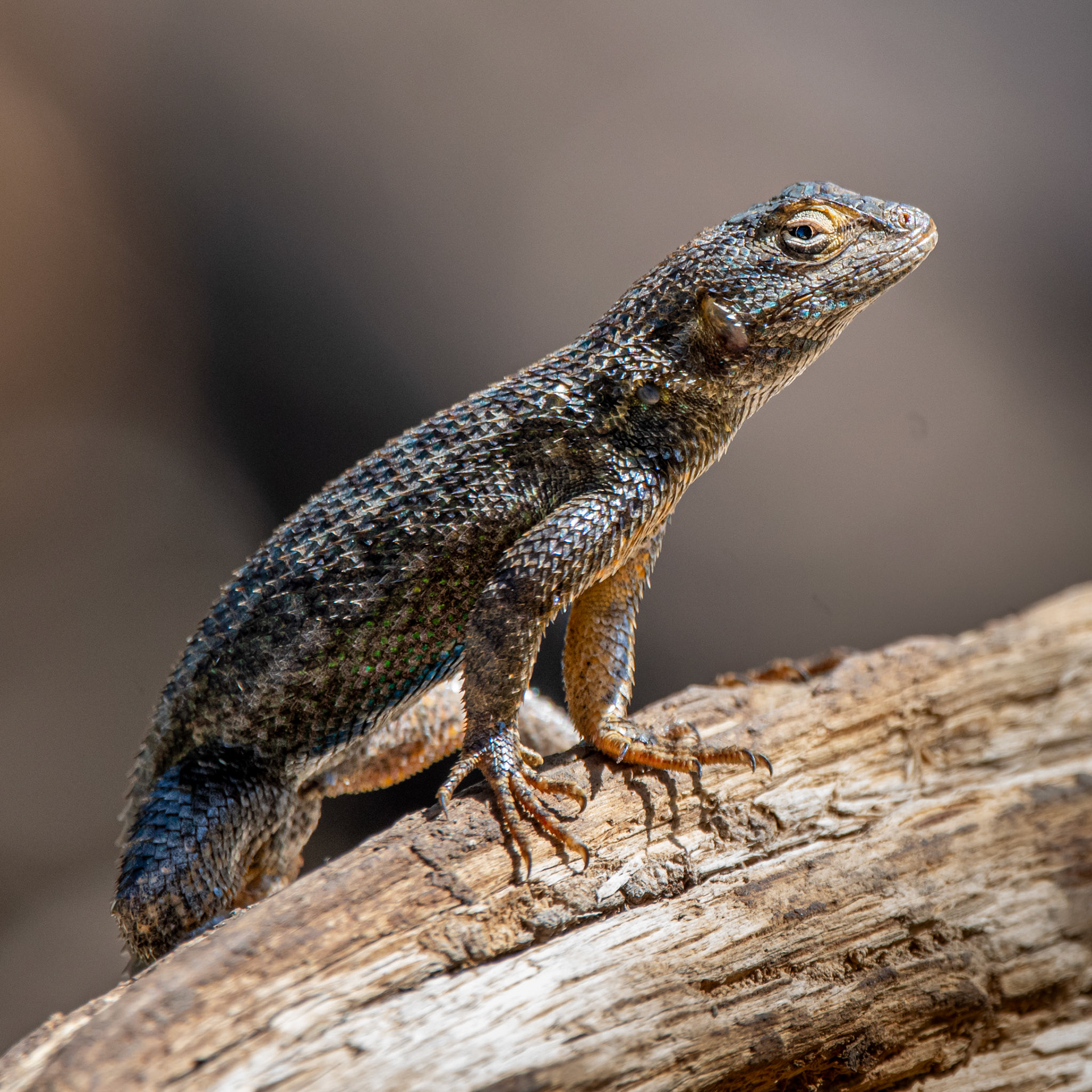 Western fence lizard at Diablo SP