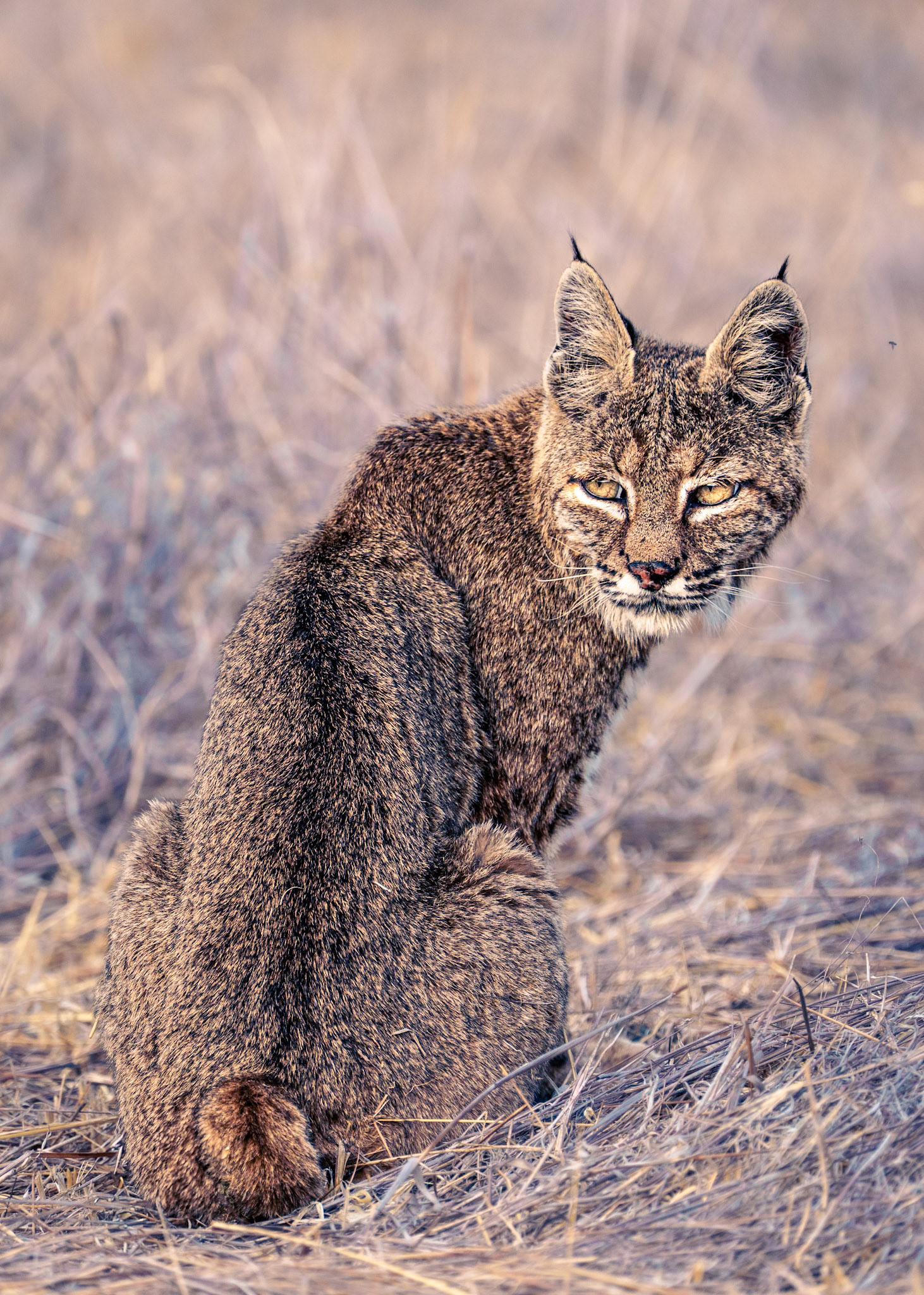 Bobcat on Diablo SP