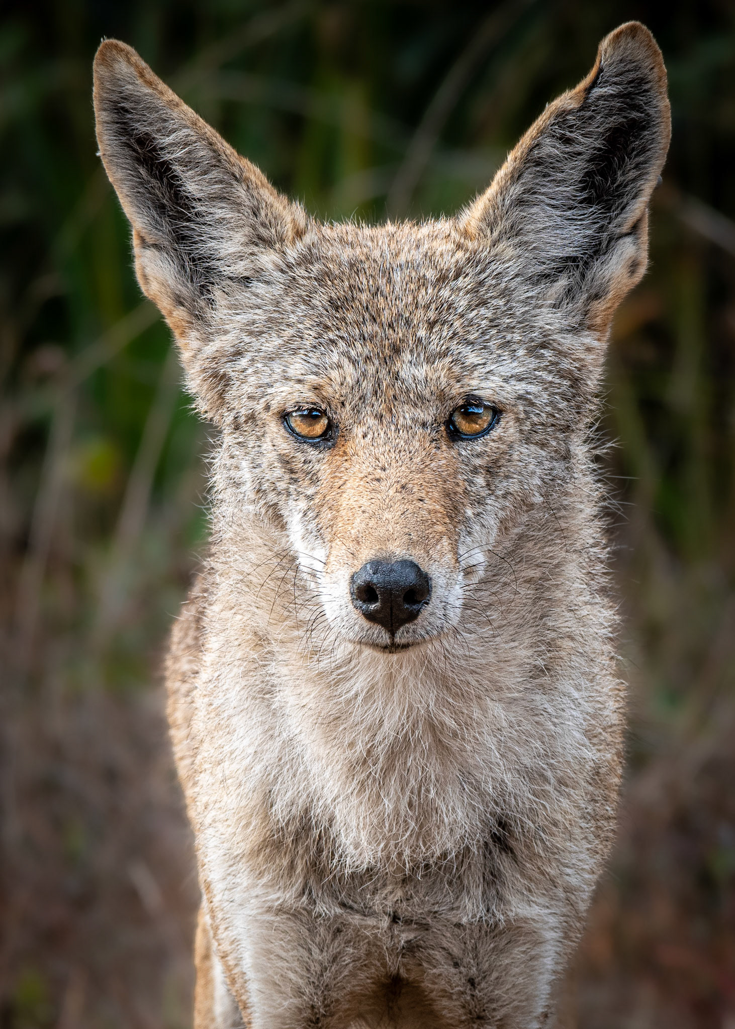 Coyote in Marin