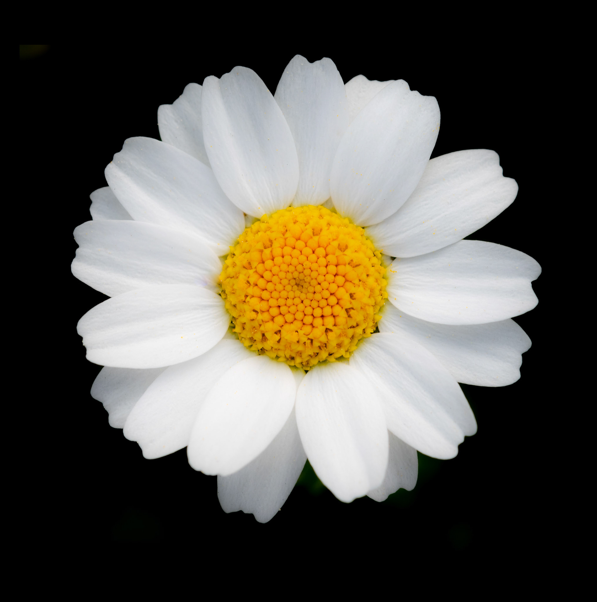 Asteraceae