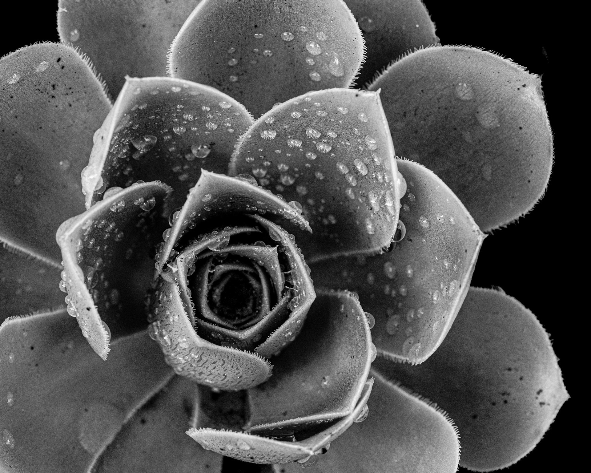 Succulent in the rain