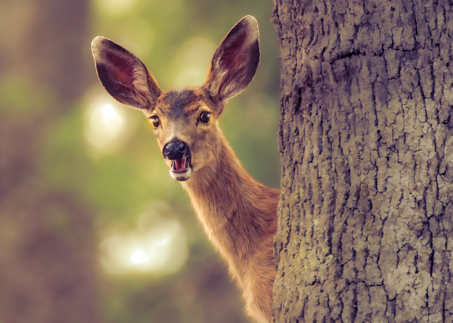 Black-tailed deer fawn