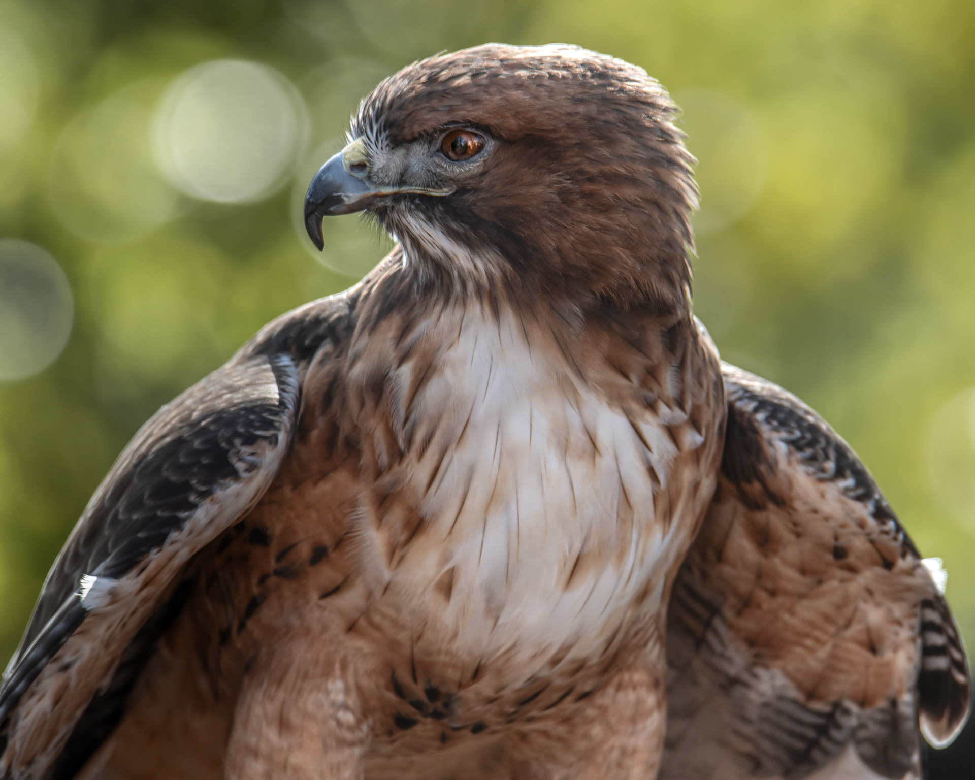 Portrait of a Red-tailed hawk