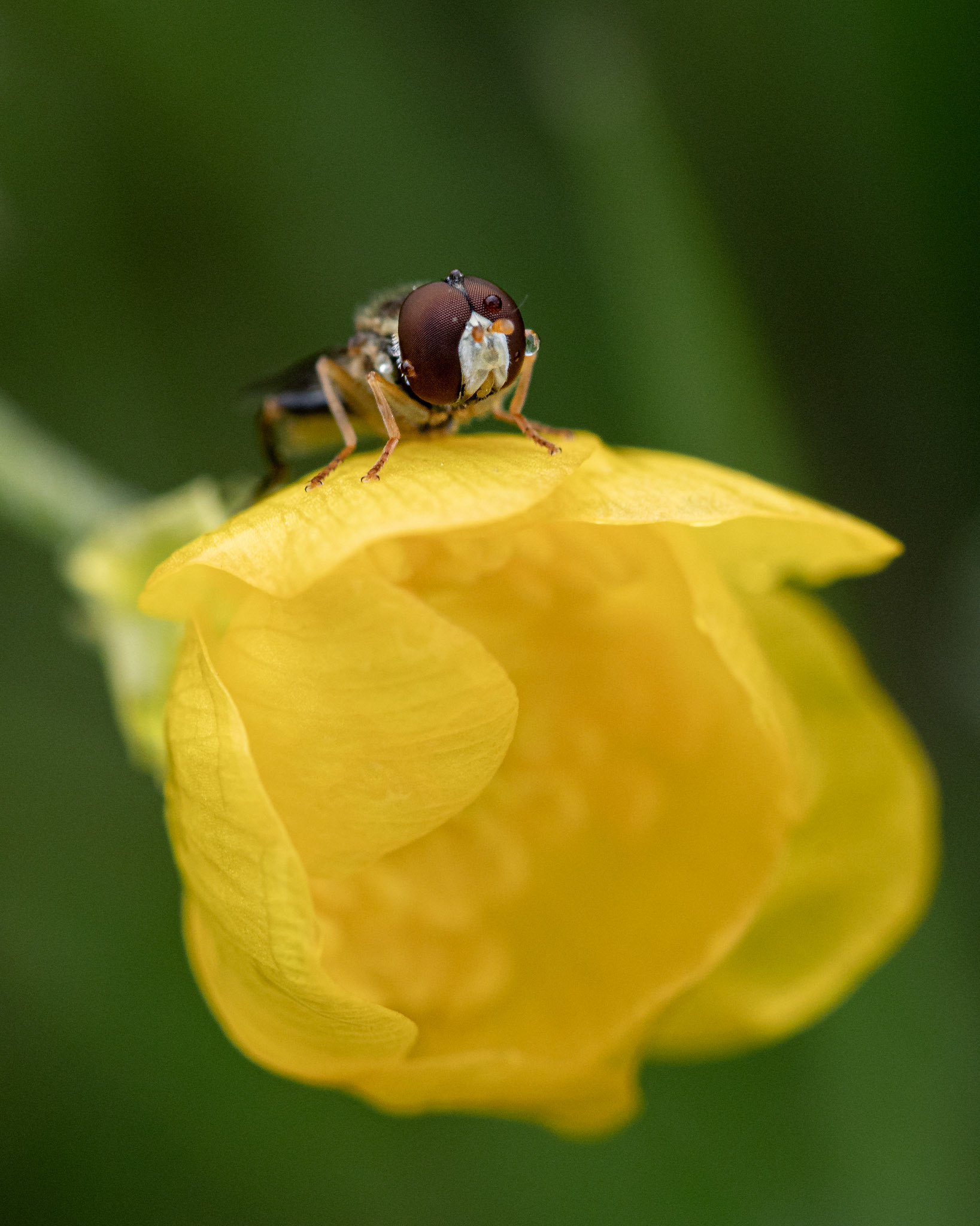 Hover fly on a buttercup