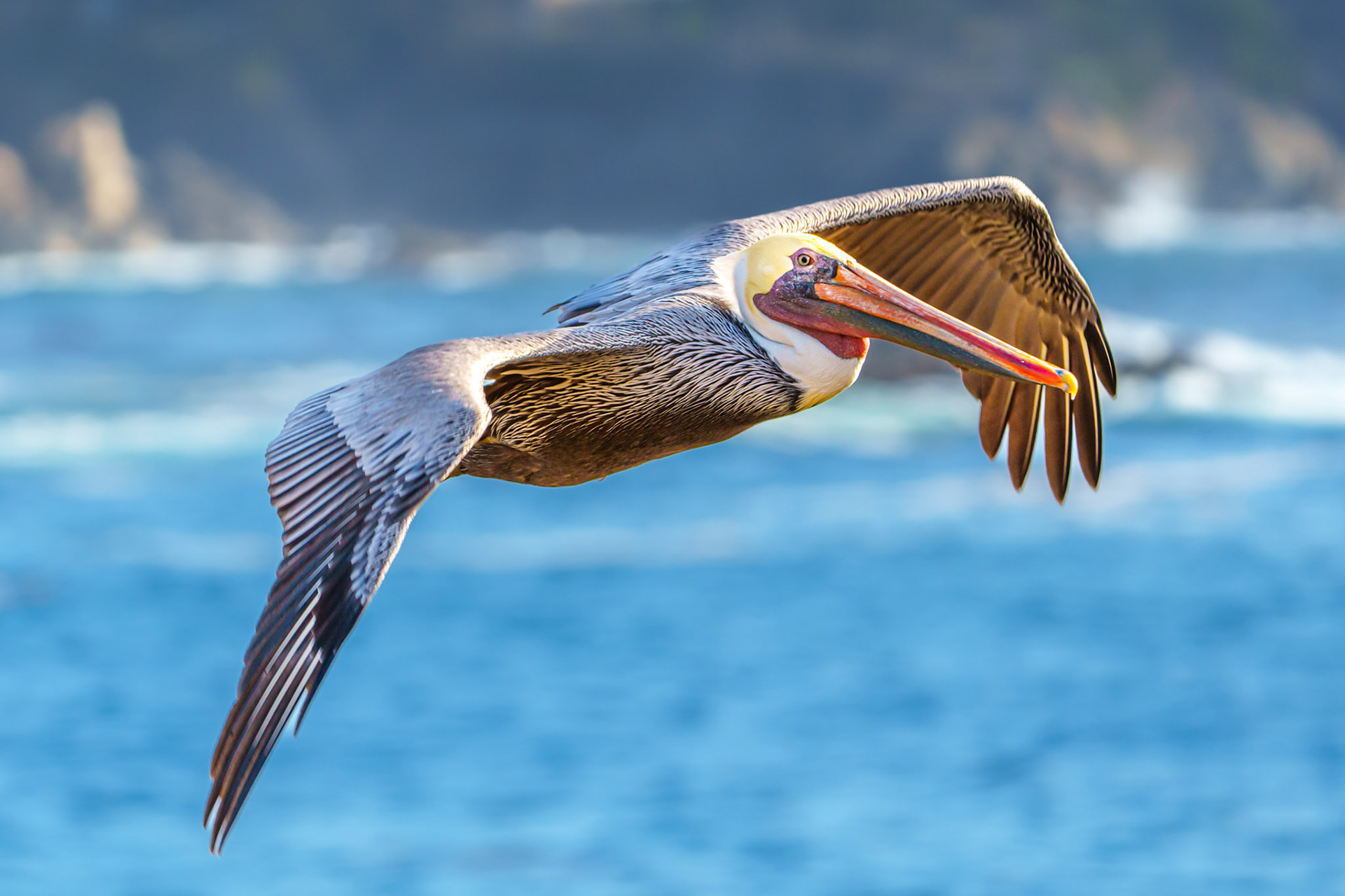 California Brown Pelican at Point Lobos
