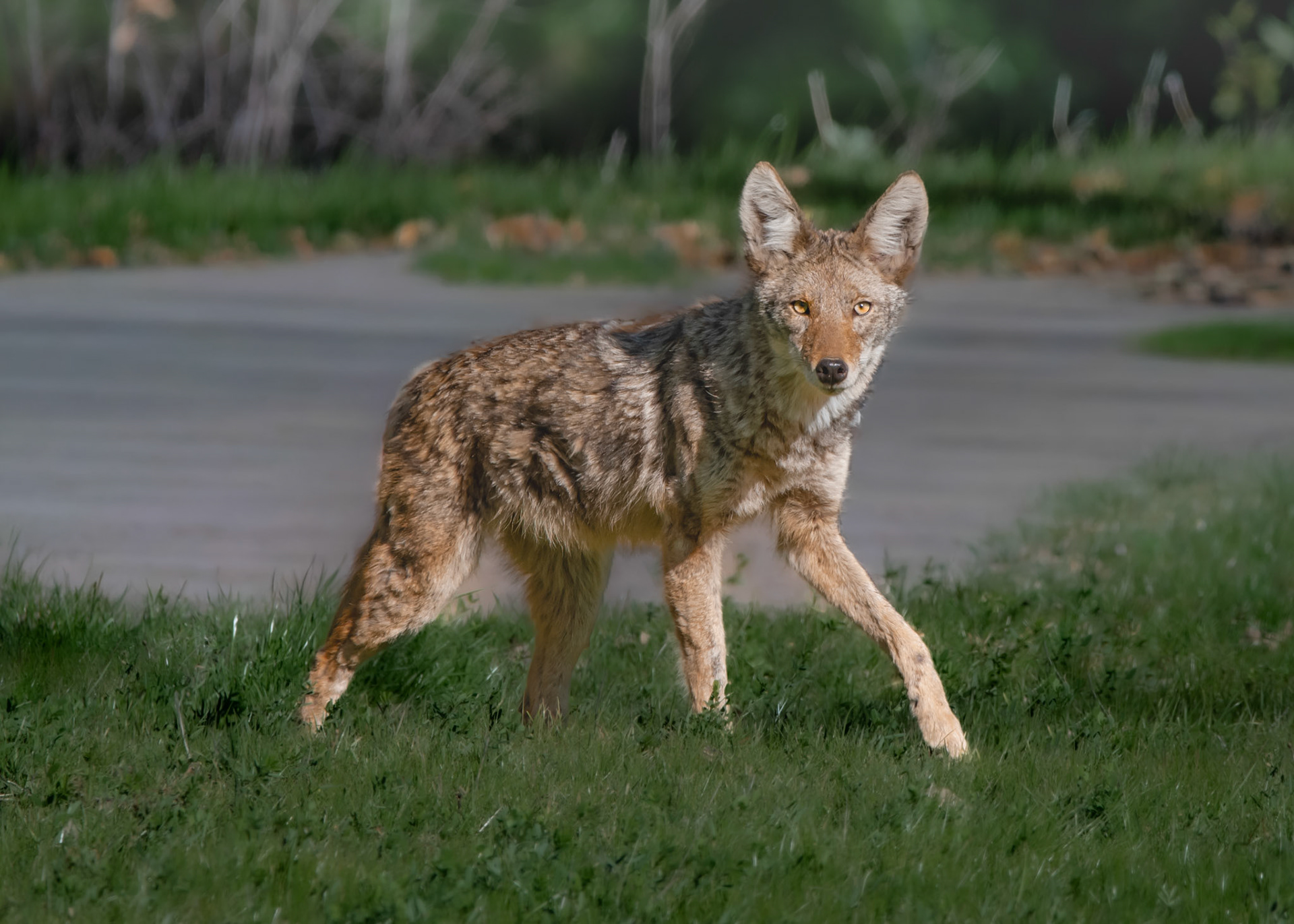 Coyote at Castle Rock