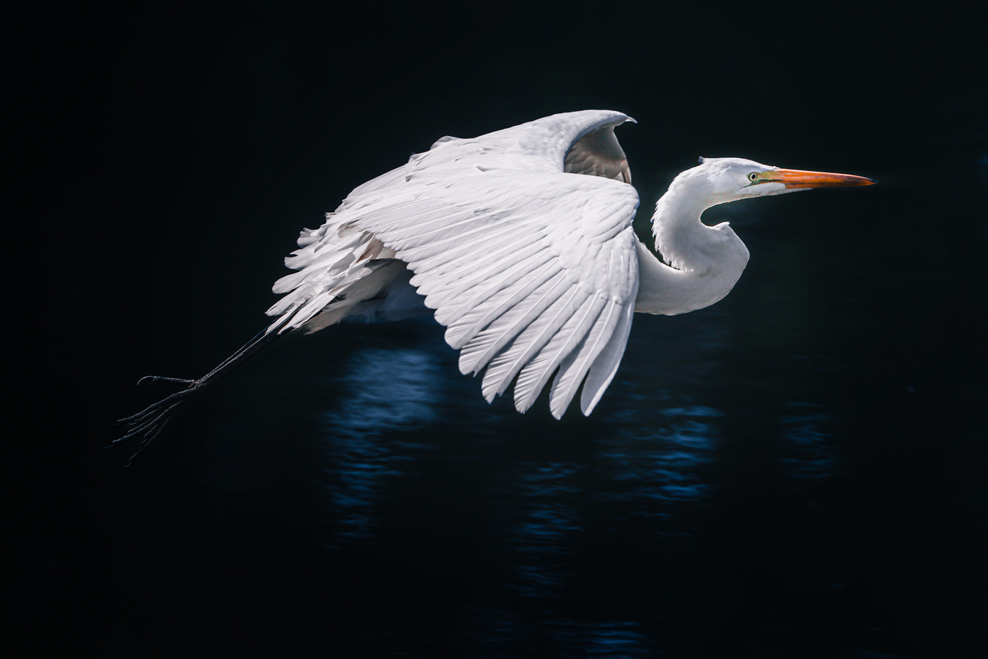 Great Egret at Diablo SP