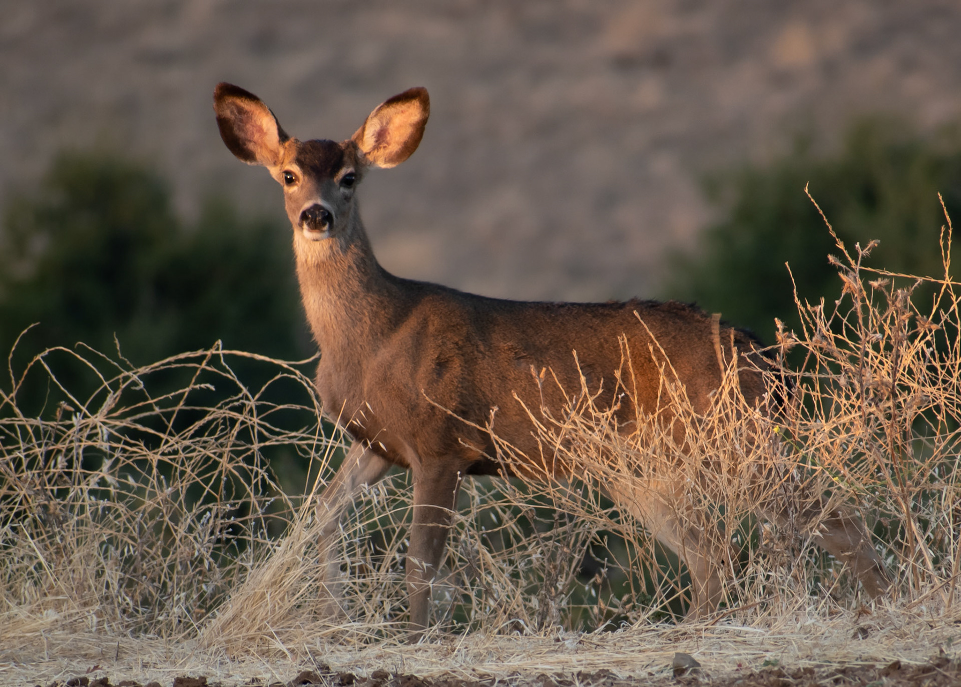 Black tailed deer at Diablo SP