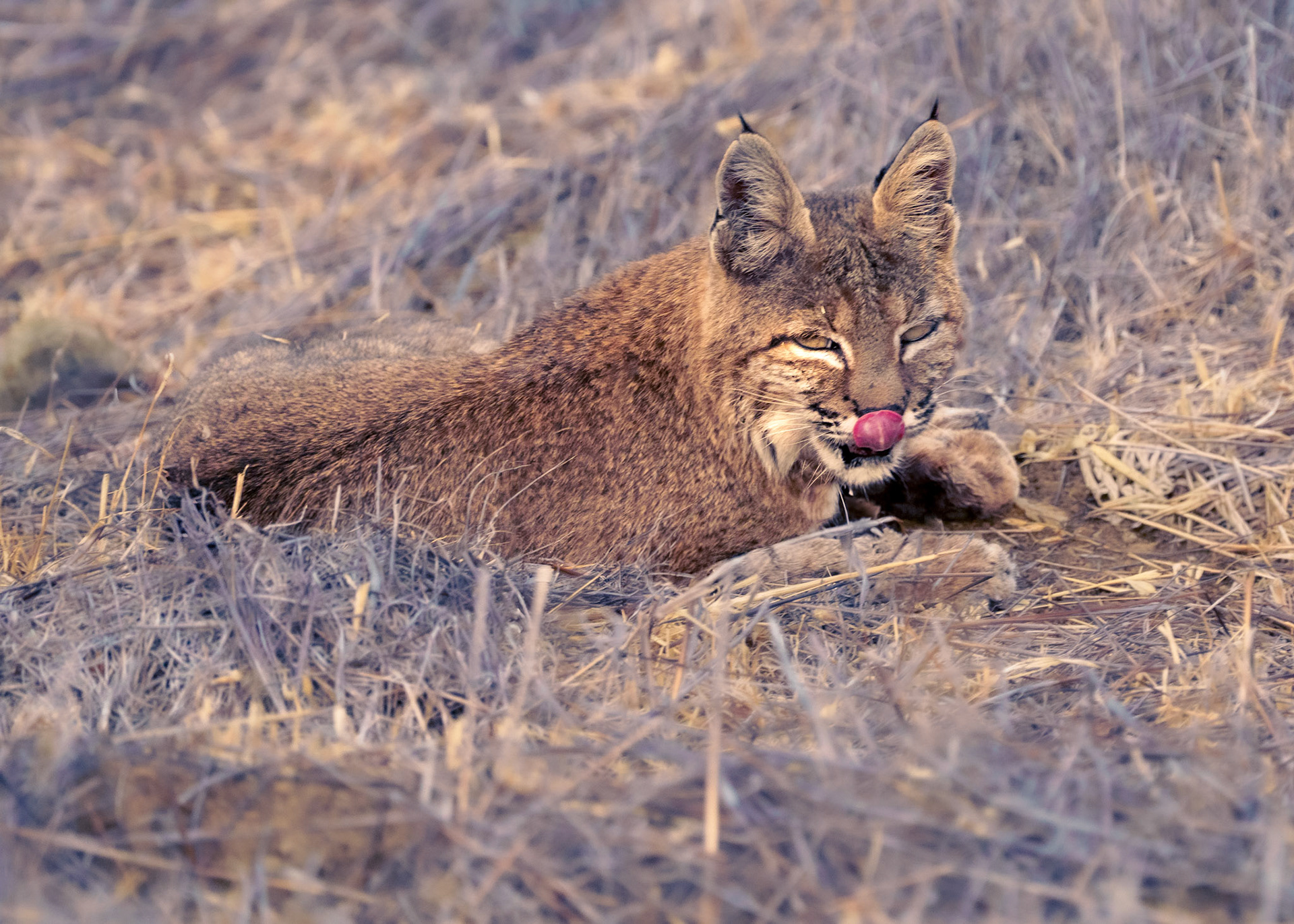 Bobcat at Diablo SP