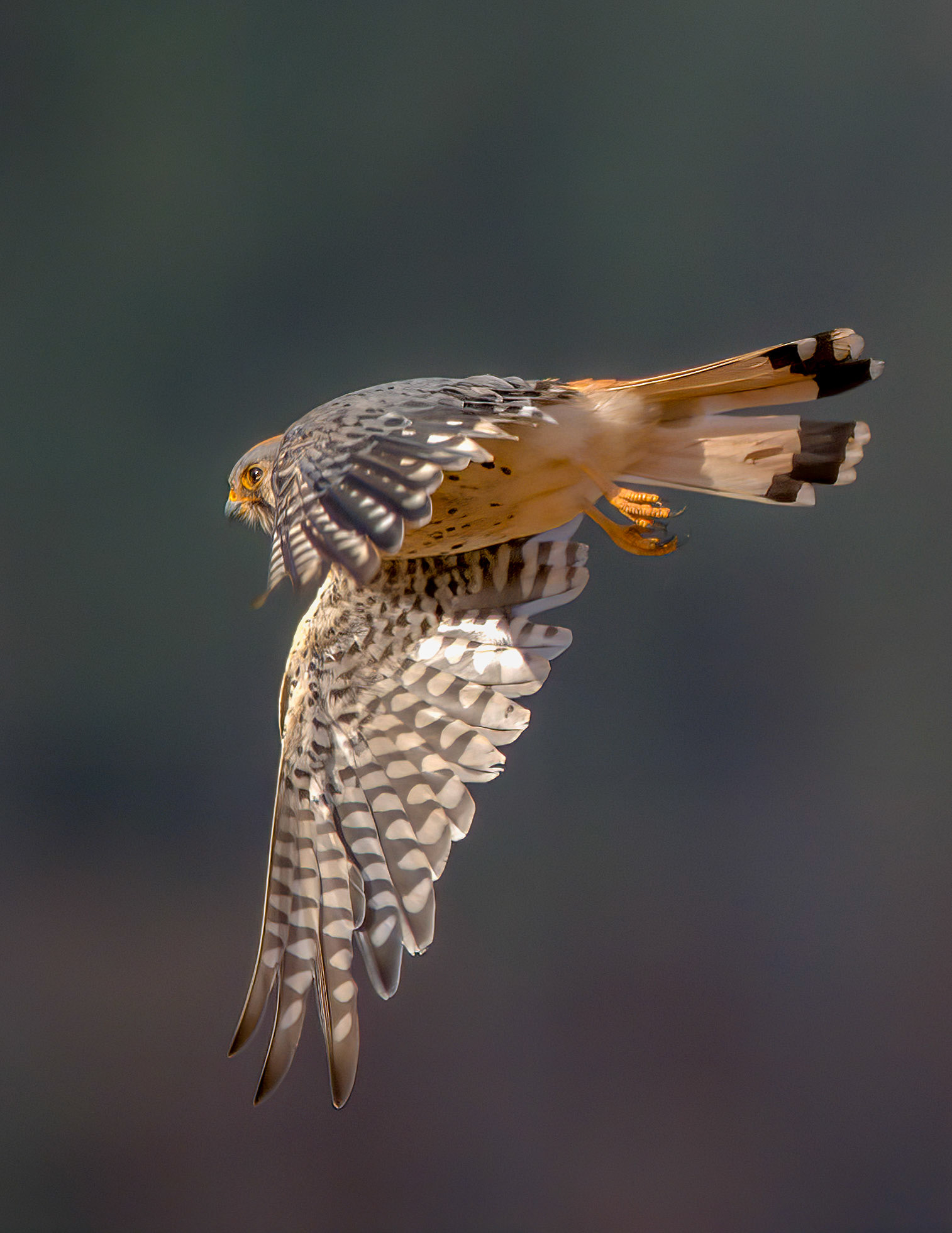 American Kestrel at Diablo SP
