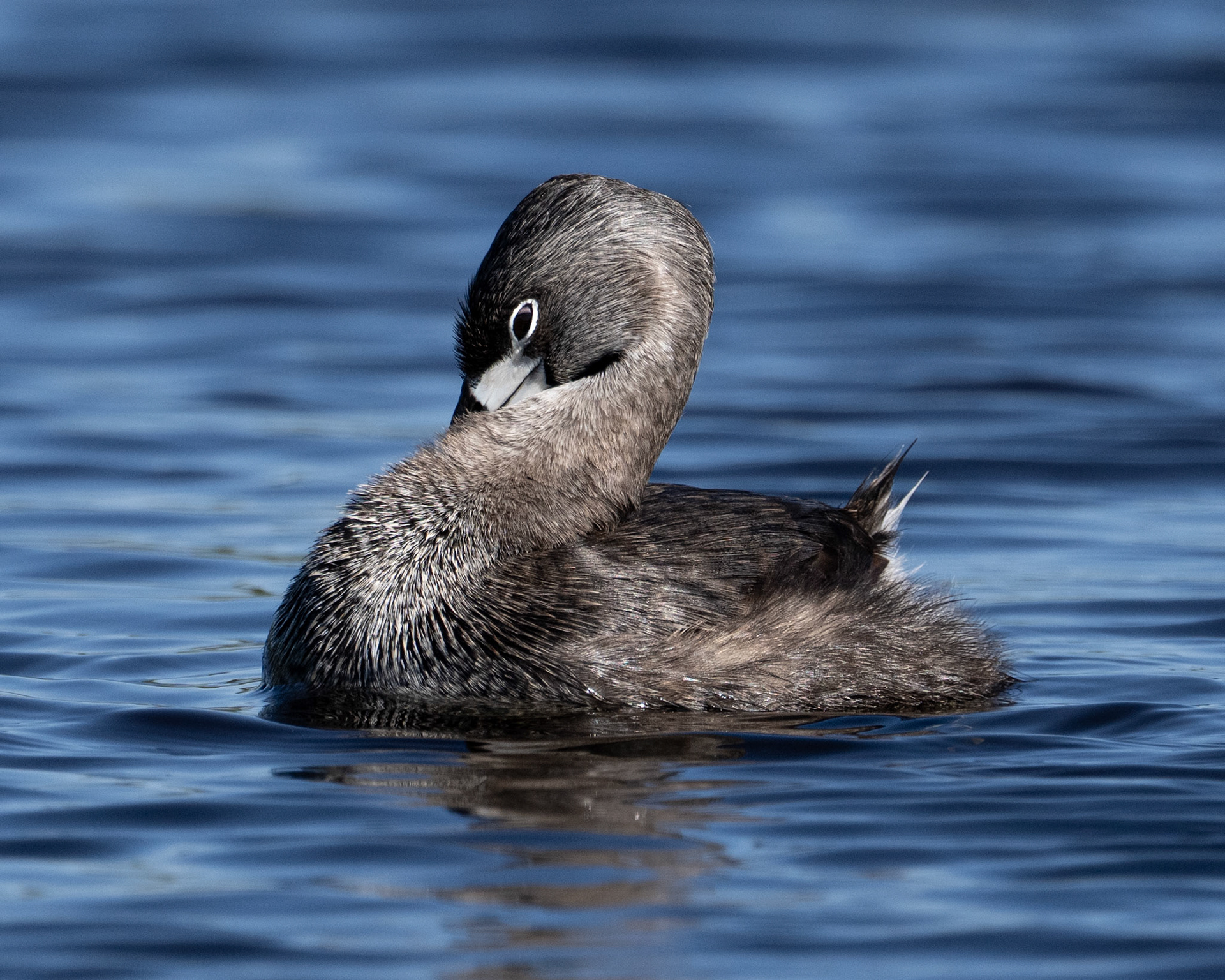 Pie-billed grebe at Coyote Hills