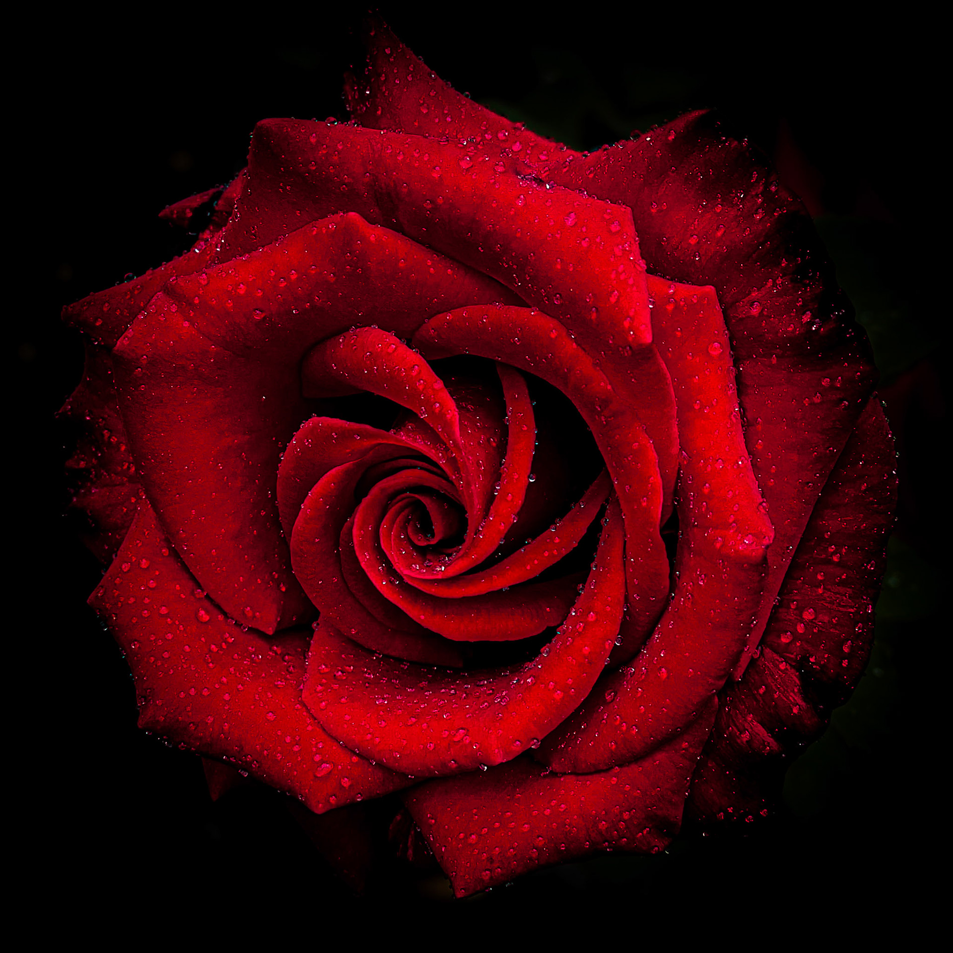 Rose after the rain