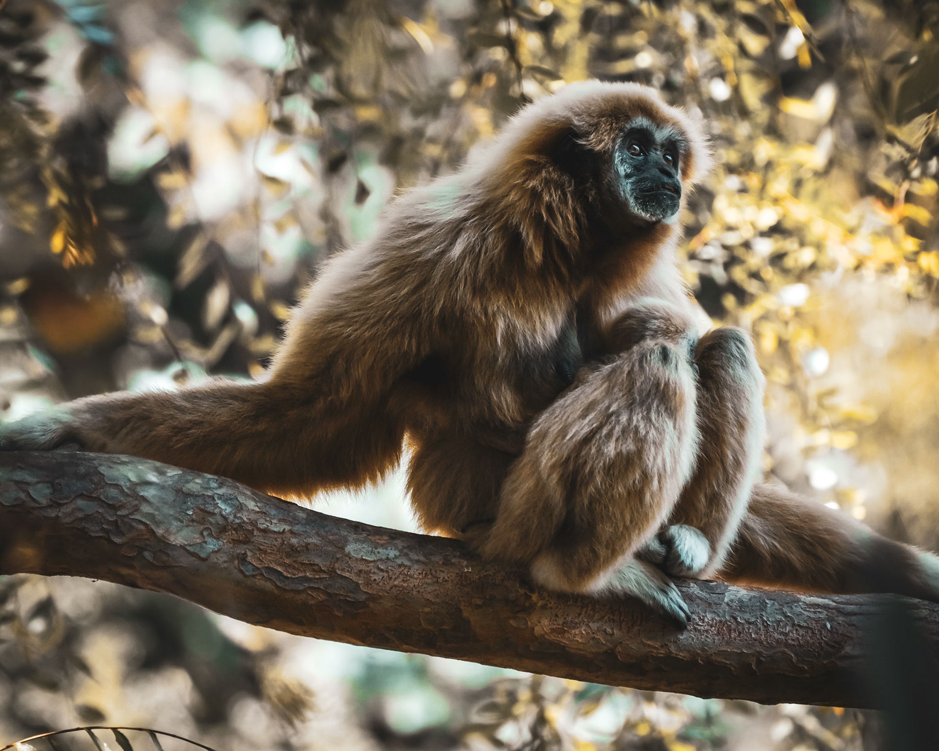 White-handed gibbon