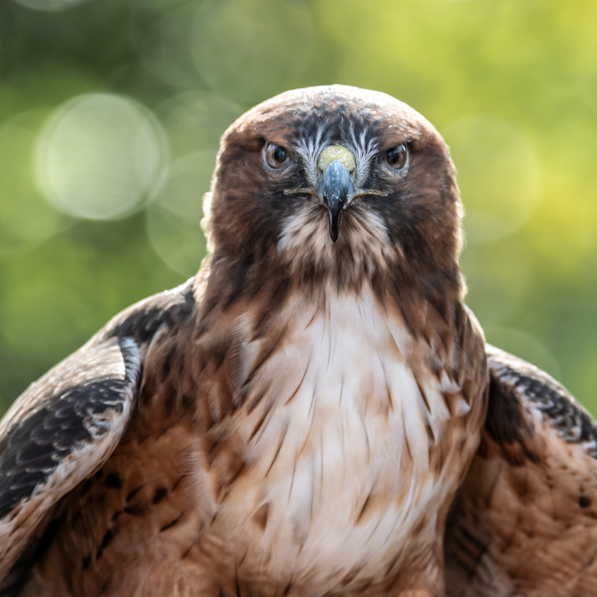 Portrait of a Red-Tailed Hawk