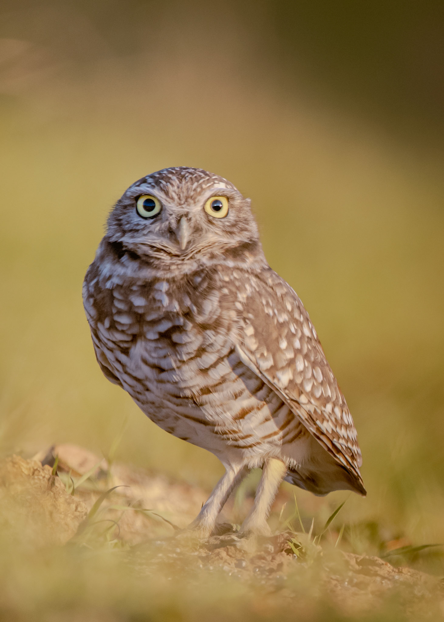 Burrowing Owl at Coyote Hills
