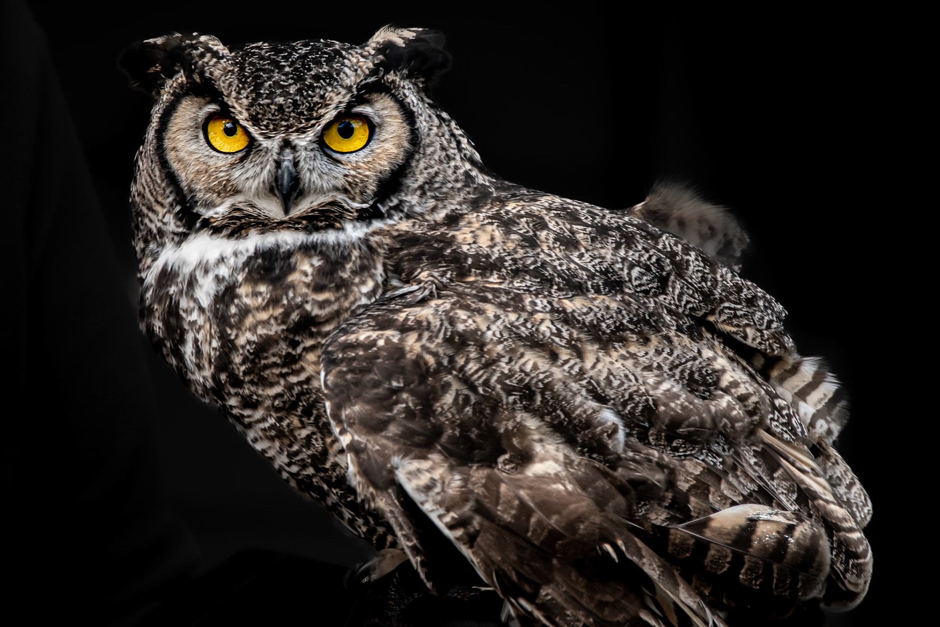 Portrait of a great horned owl