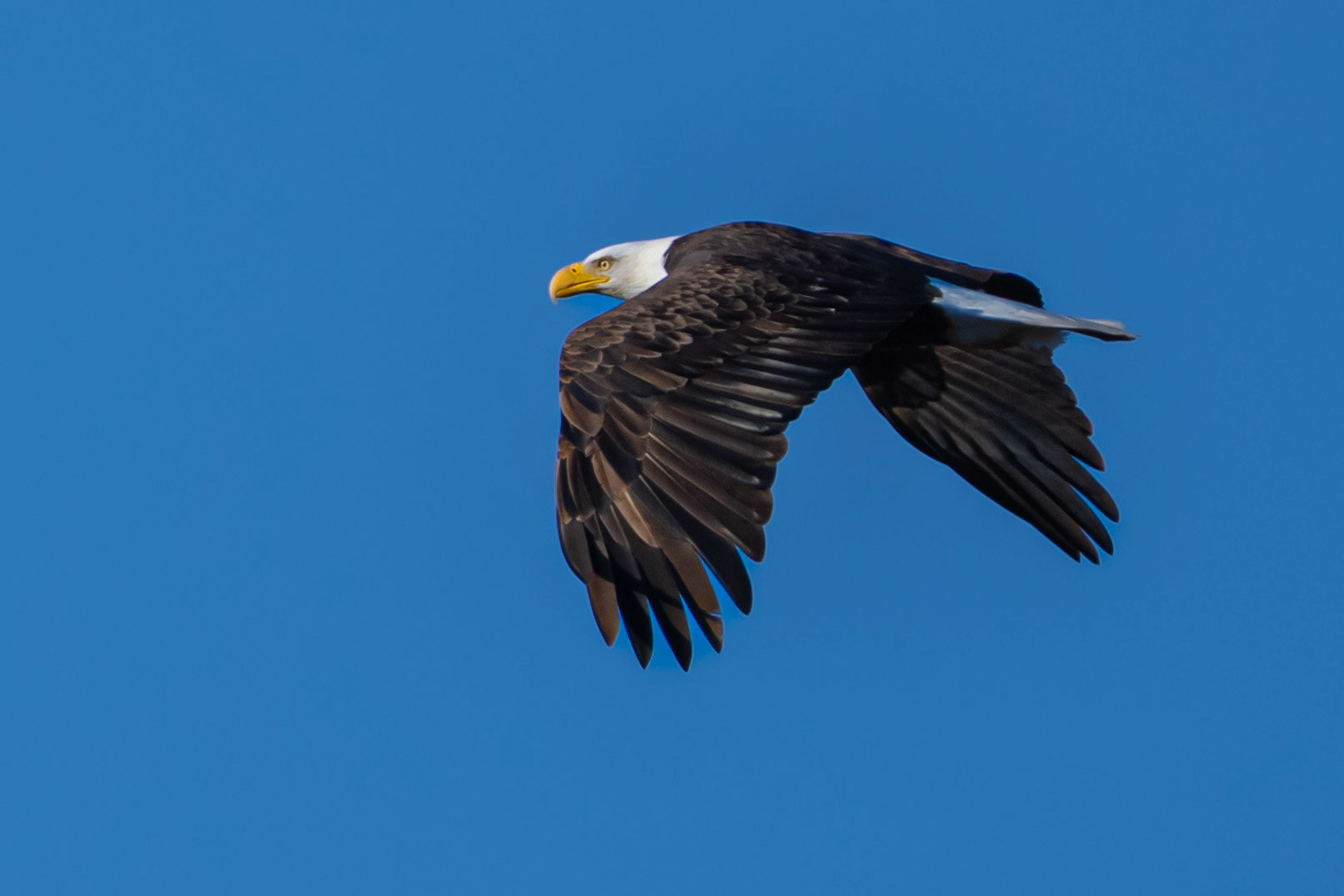 Bald Eagle at Coyote Hills
