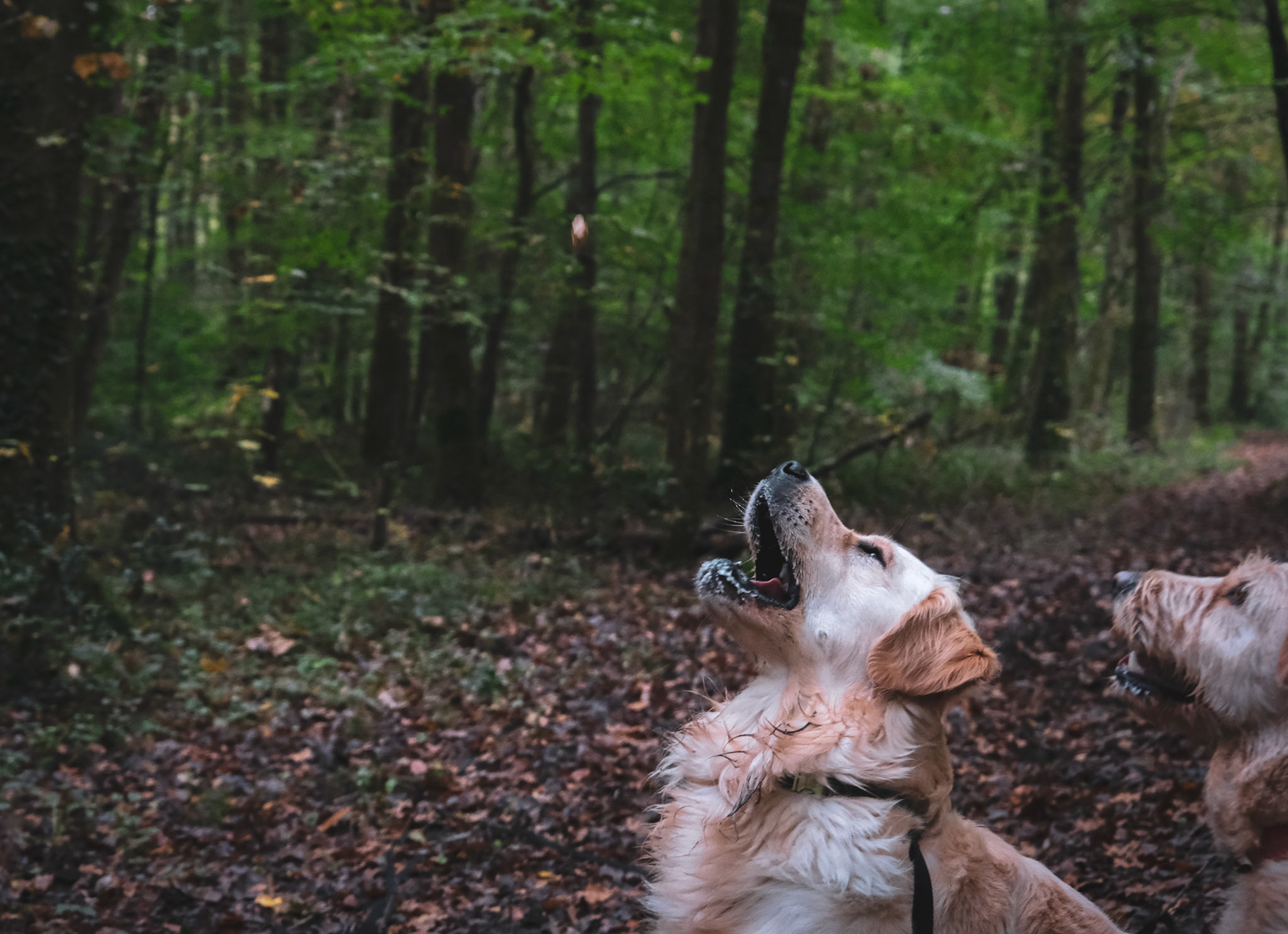 Ulyo & Rebelle (Baugé-en-Anjou, France)