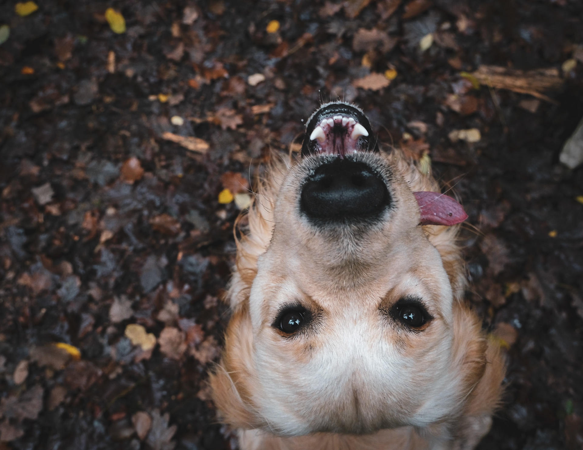 Ulyo (Baugé-en-Anjou, France)