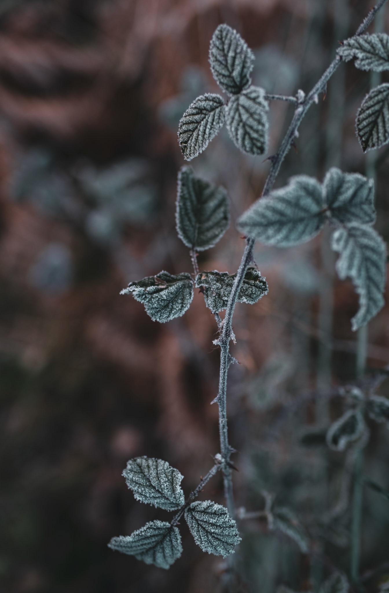 Maine-et-Loire, France