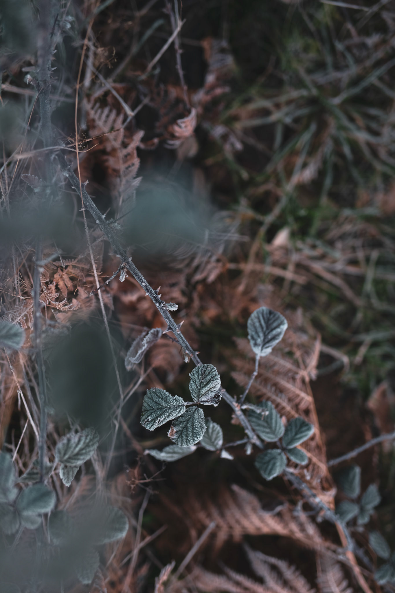 Maine-et-Loire, France