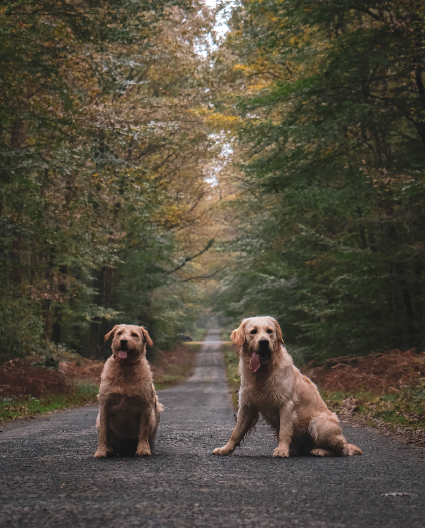 Ulyo & Rebelle (Baugé-en-Anjou, France)
