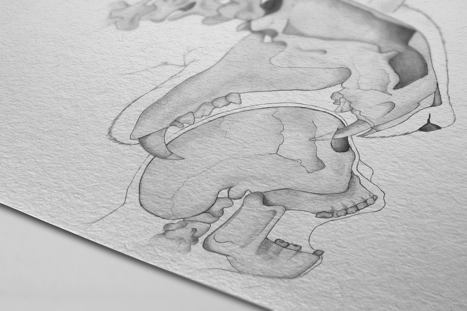 Reid Creations, Ian Reid, Graphic Design, Fort Collins Graphic Designer, Graphic Design Services Colorado, Reid Creations LLC, logo design, branding, red rocks, Colorado, illustration, anatomy, Johns Hopkins University, textbook, pencil drawing, early human, sabertooth tiger, caveman, bird, bird with cigarette, wildlife, human wildlife conflict management.