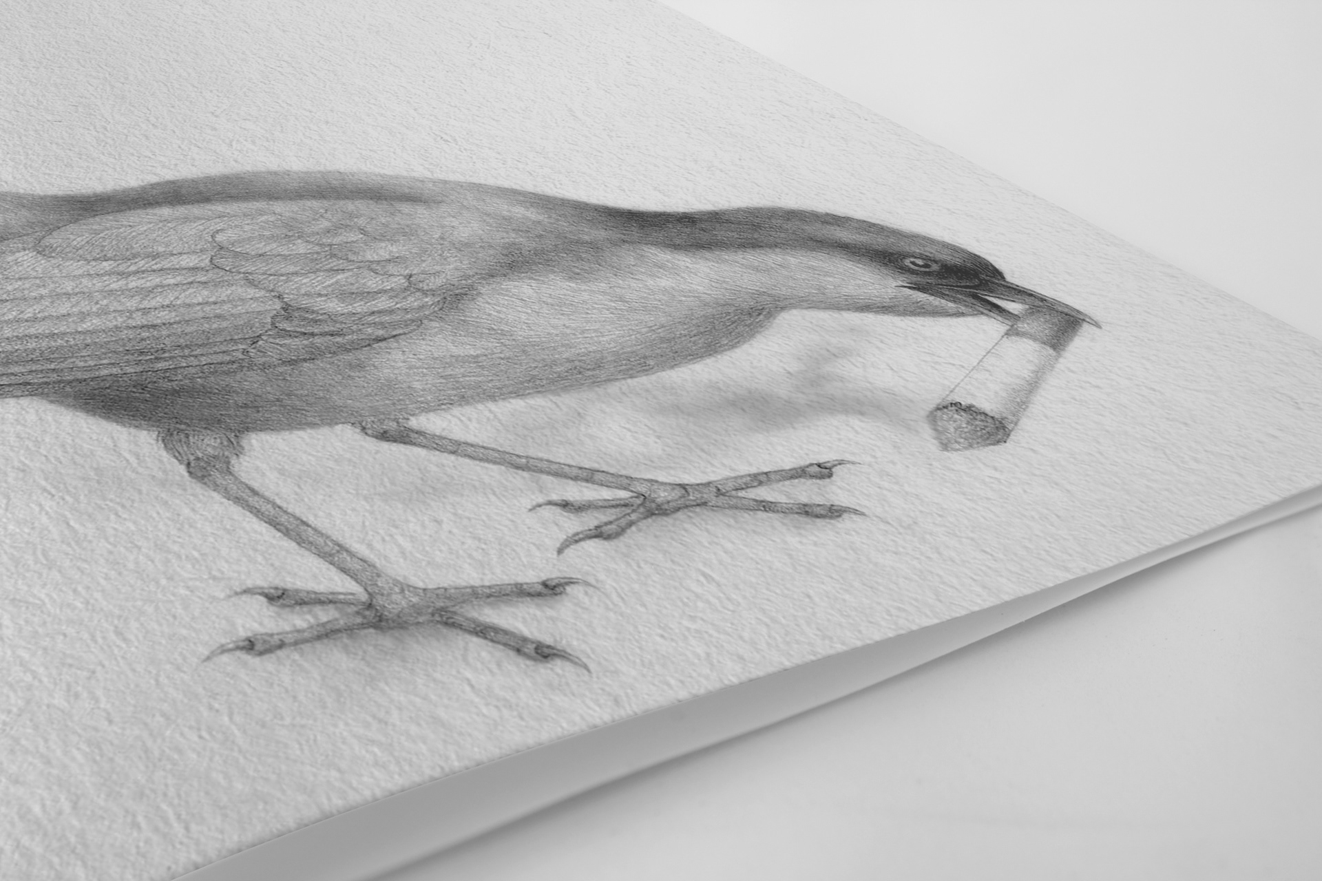 Reid Creations, Ian Reid, Graphic Design, Fort Collins Graphic Designer, Graphic Design Services Colorado, Reid Creations LLC, logo design, branding, red rocks, Colorado, illustration, anatomy, Johns Hopkins University, textbook, pencil drawing, early human, sabertooth tiger, caveman, bird, bird with cigarette, wildlife, human wildlife conflict management.