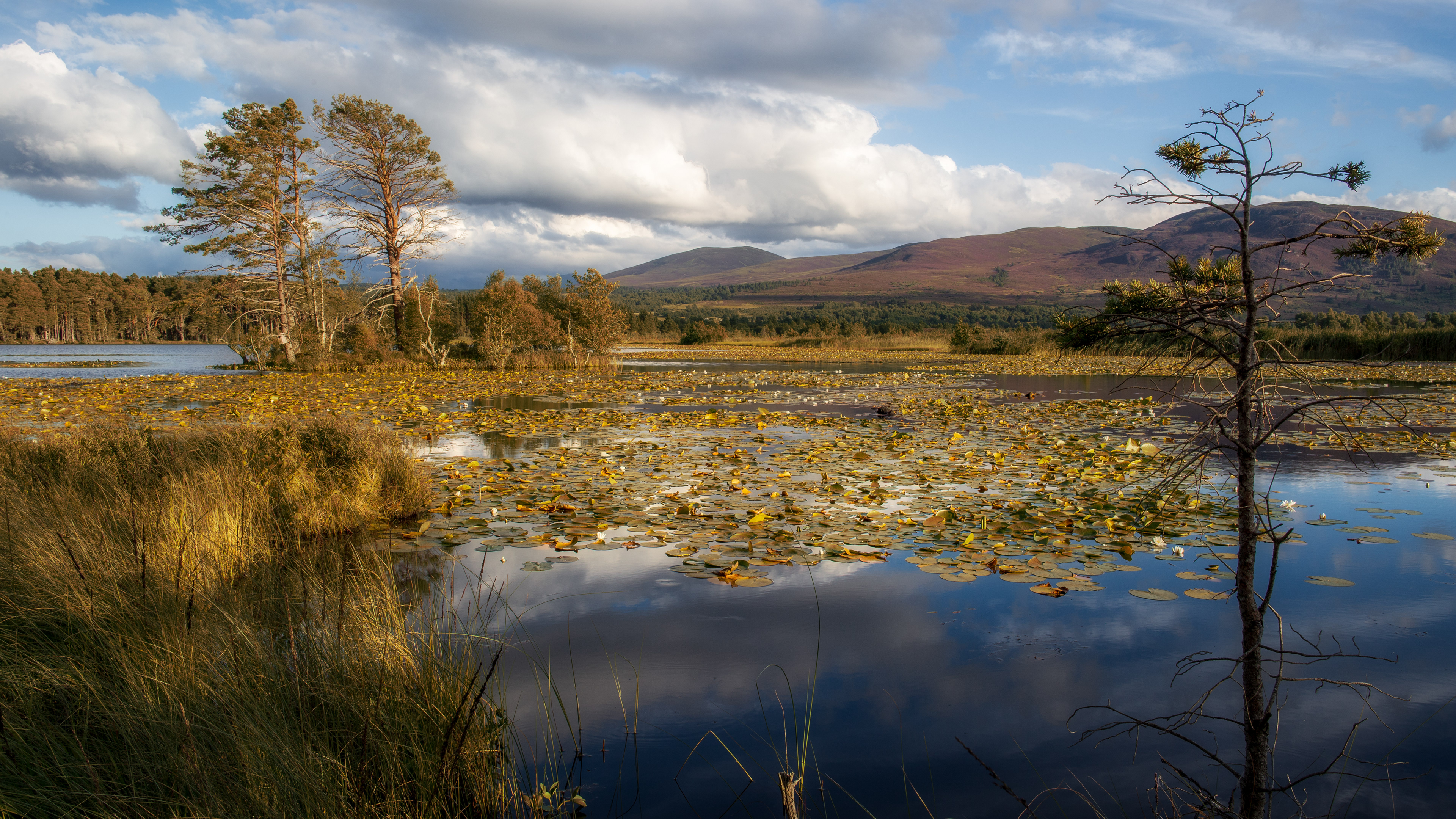 Loch Mallachie Lilly pads