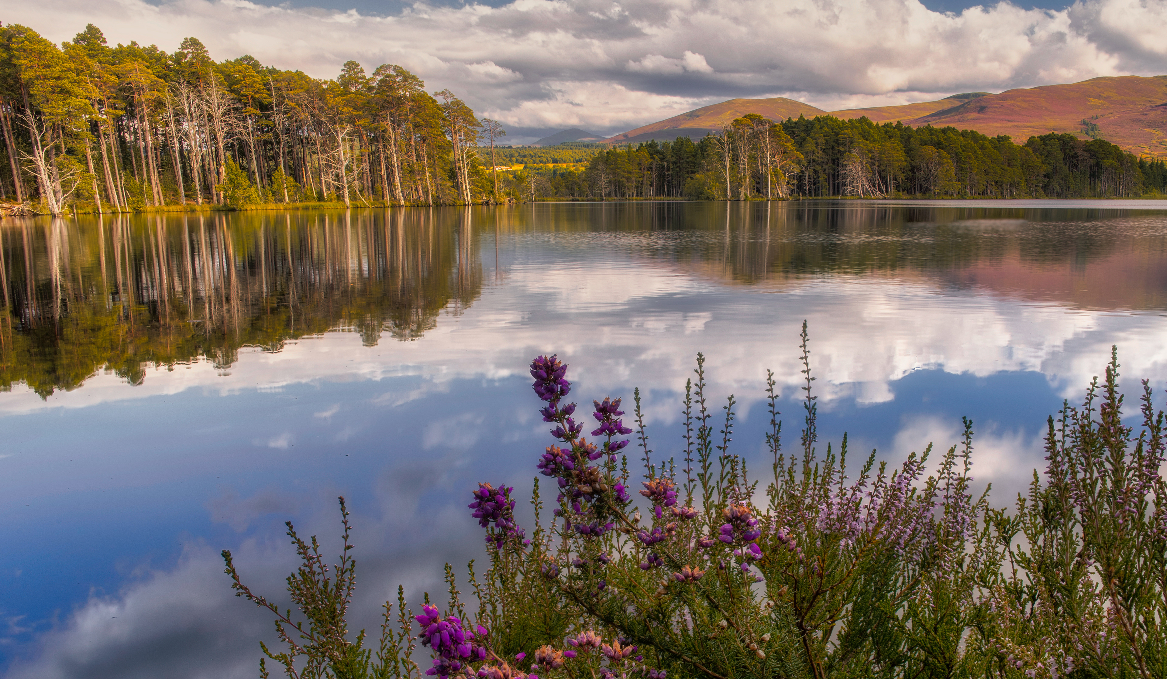 Loch Garten flowers