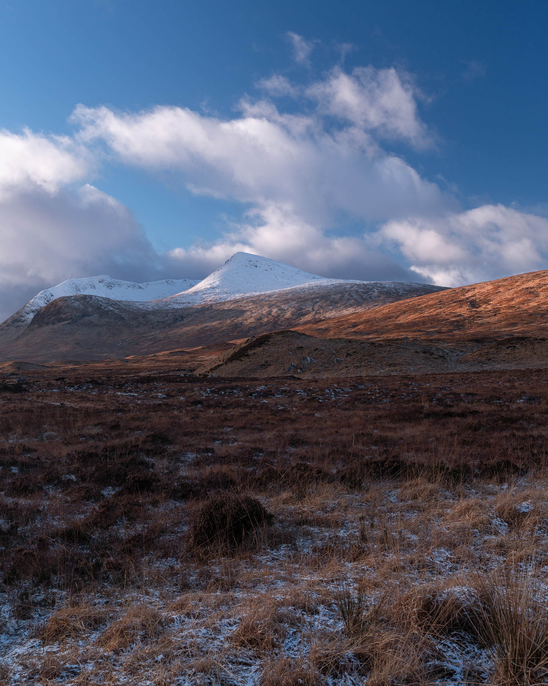 Scottish Moors