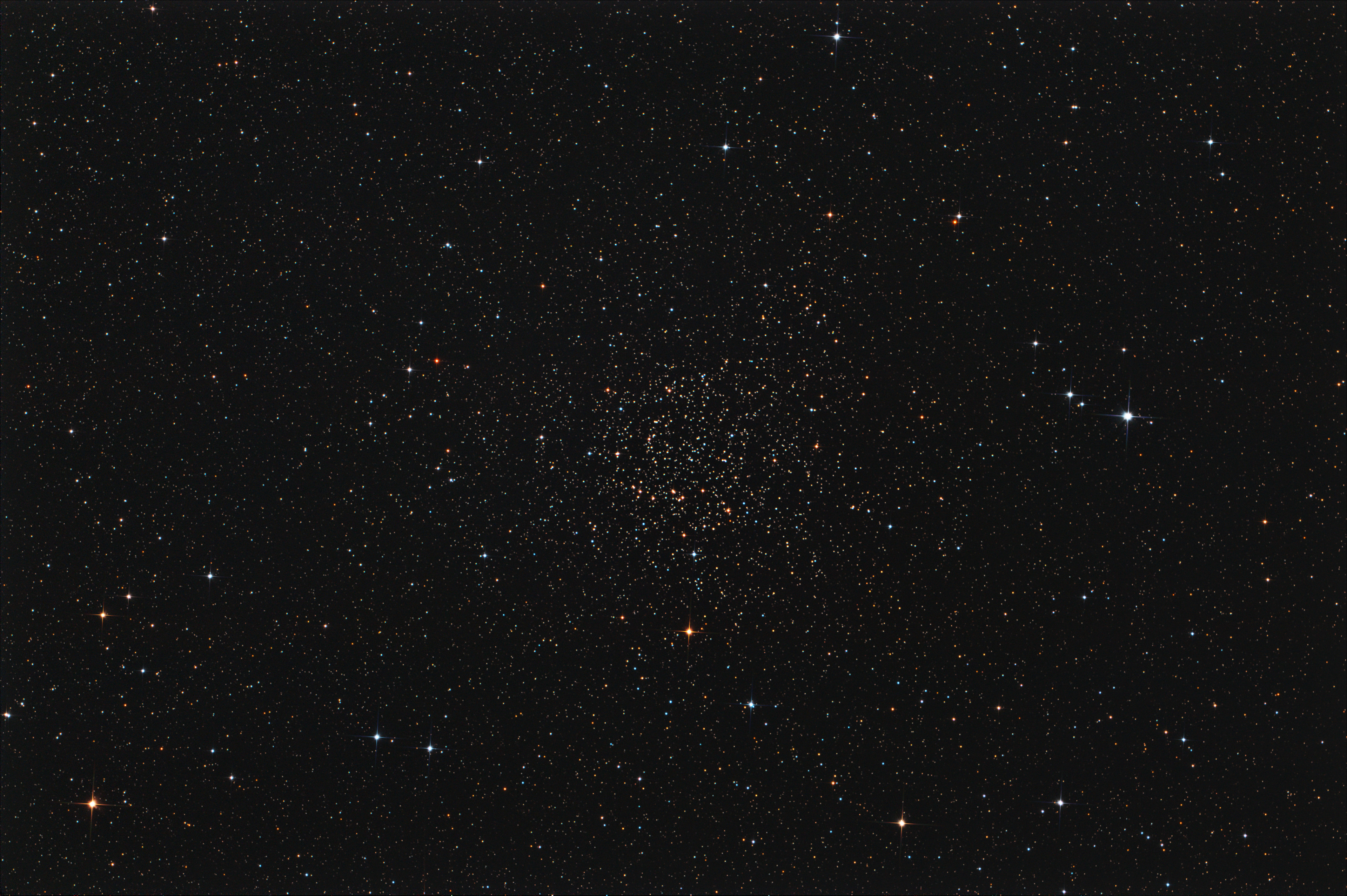 Carolines Rose cluster