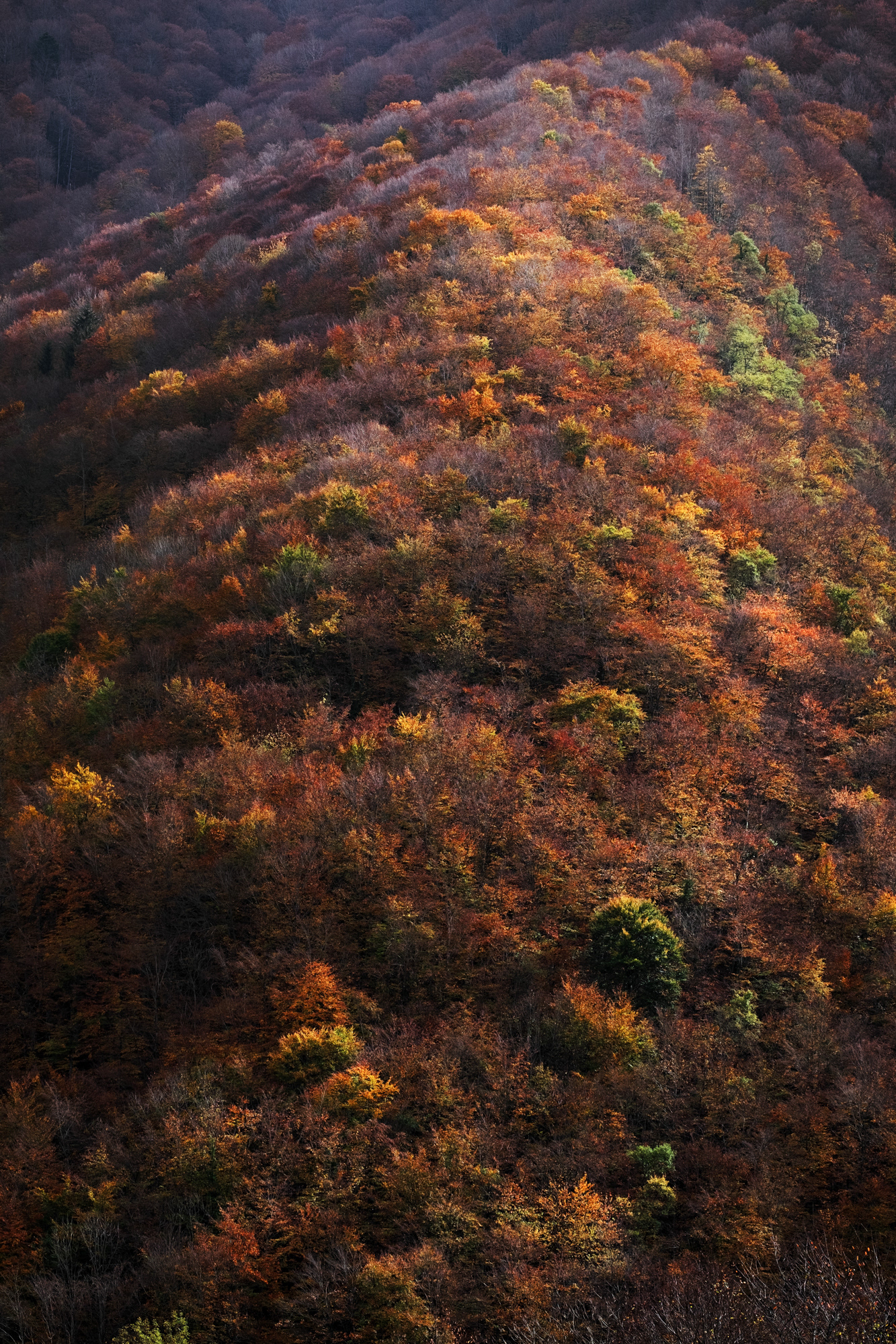 Couleurs automnales sur le massif de Paloumère