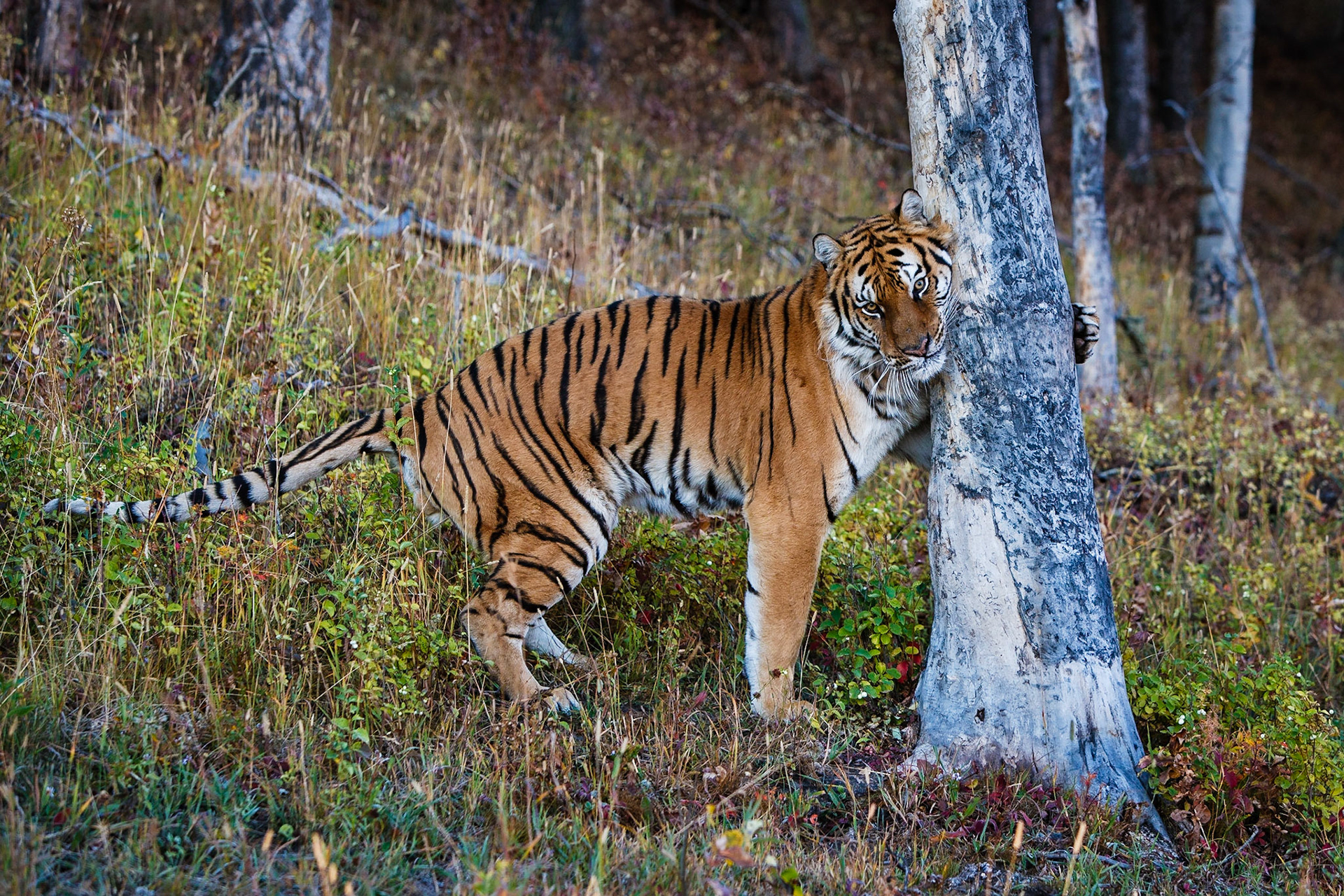 Siberian Tiger (Panthera tigris altaica) marking his territory using his facial and toe glands on a tree (Captive)