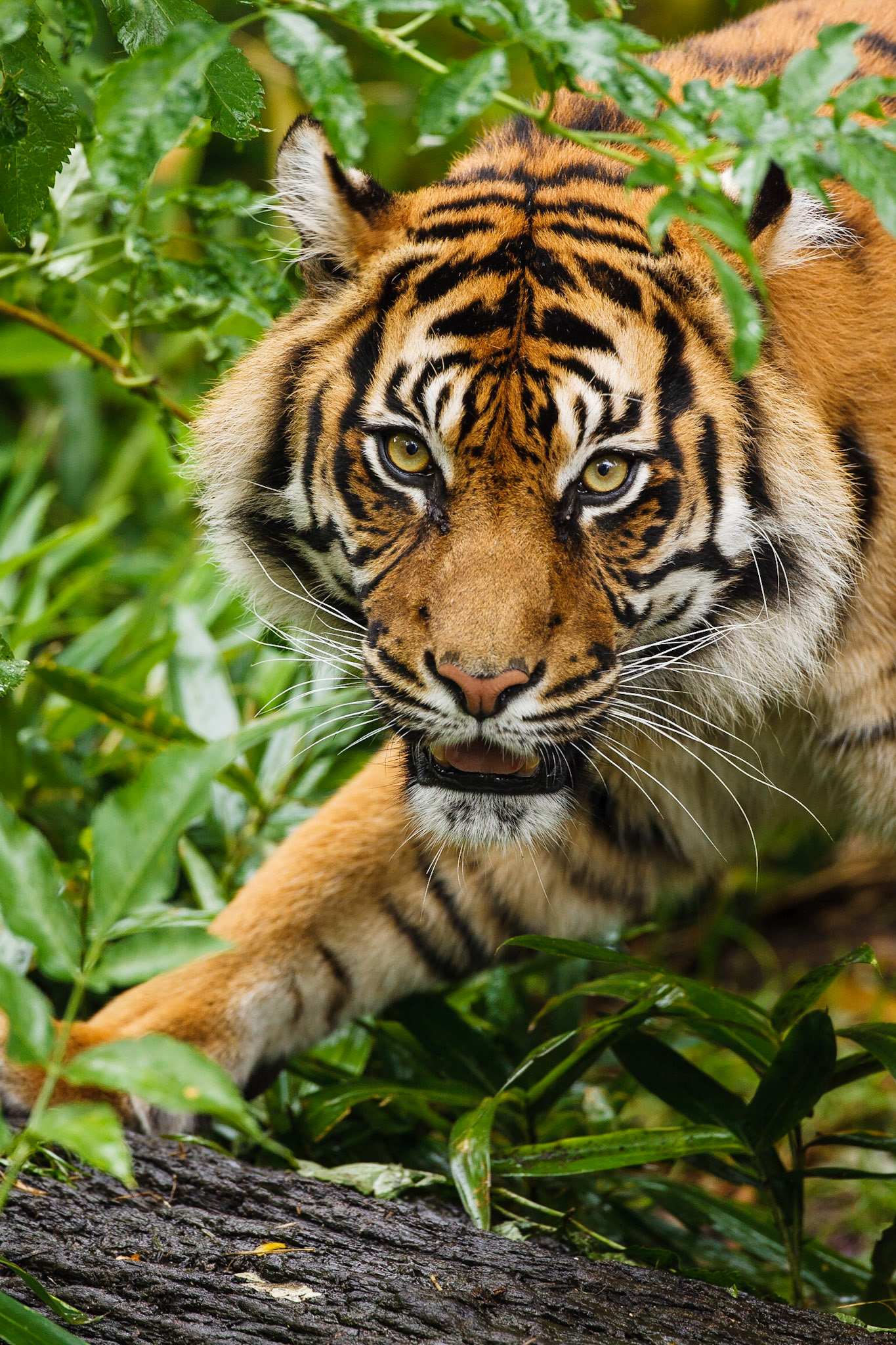 Jungle Queen