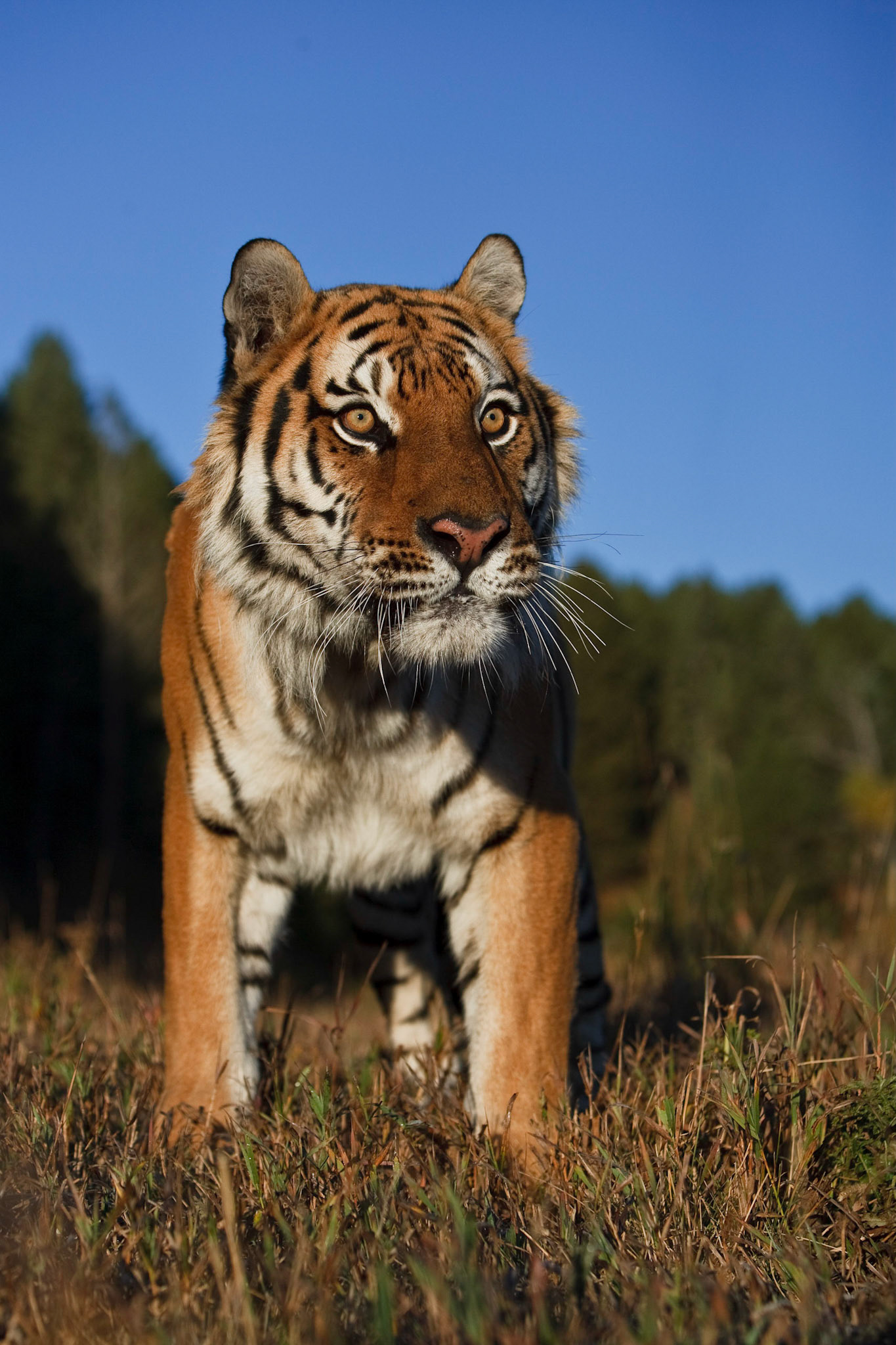 Siberian Tiger (Panthera tigris altaica) closely watching his surroundings (Captive)