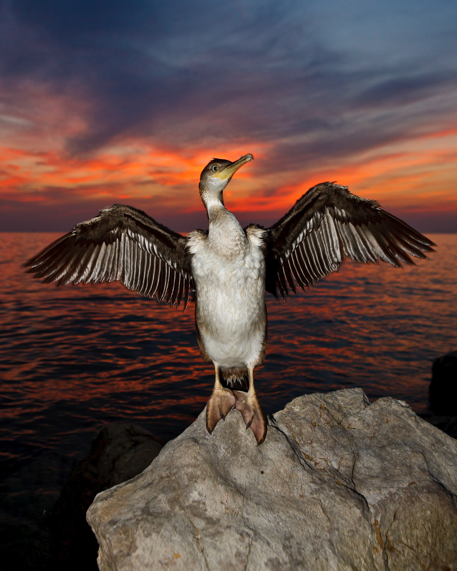 Kormoran