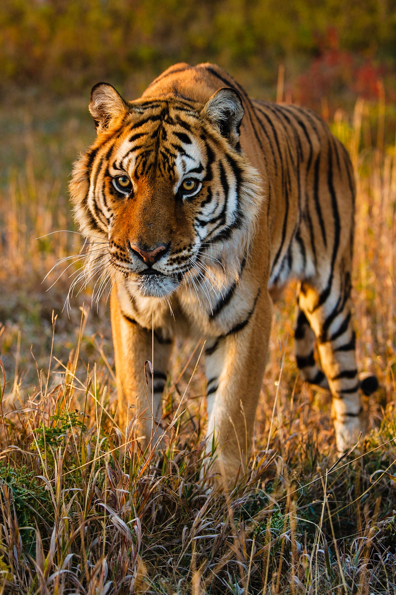 Siberian Tiger (Panthera tigris altaica) enjoying the warmth of the early morning light (Captive)