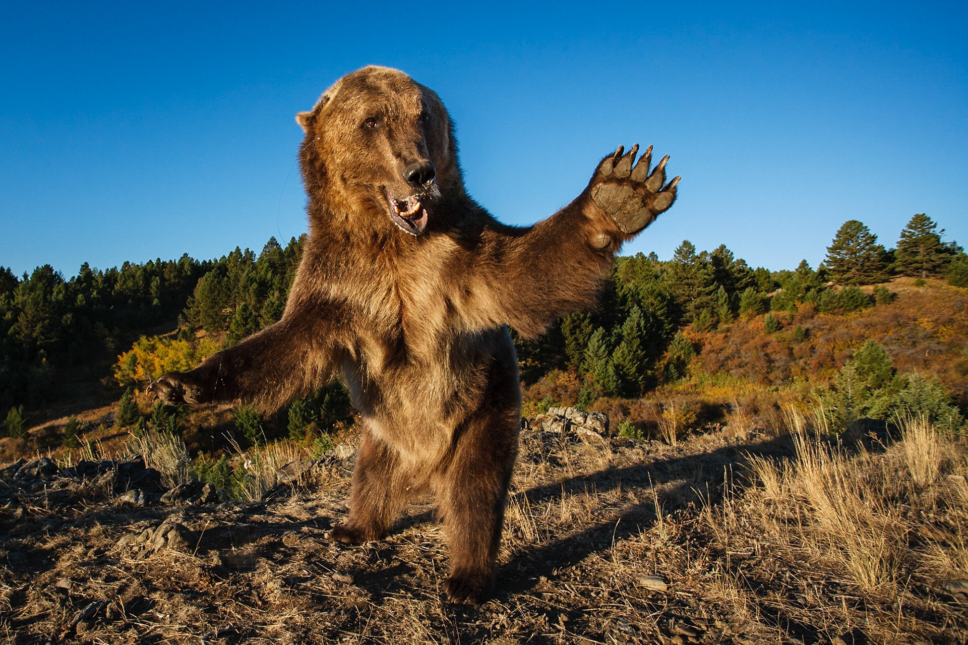 North American brown bear (Ursus arctos horribilis) playing (Captive)