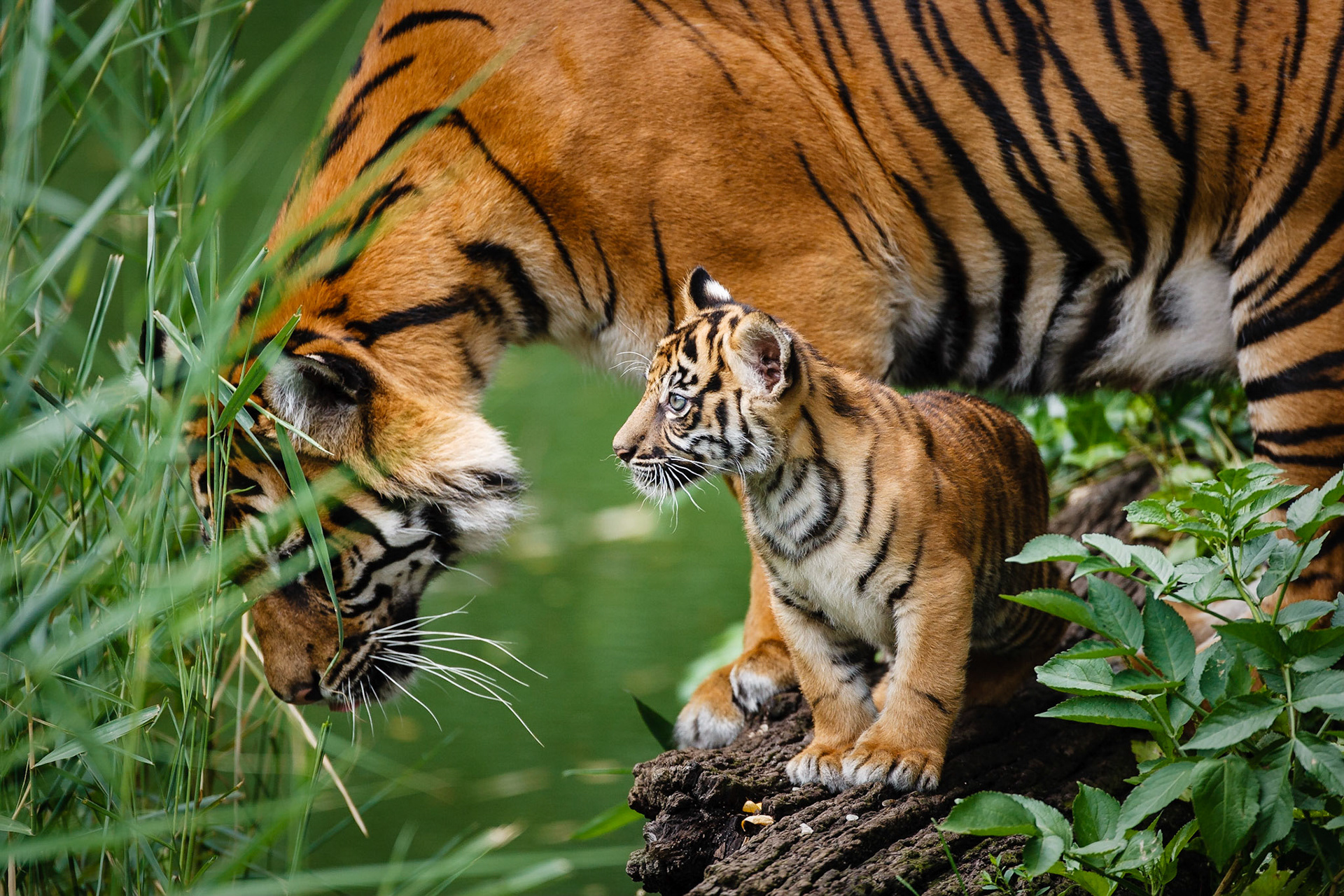 Tigress Dumai explores the moat at the Wilhelma Zoo in Stuttgart, Germany together with her 2 month old male cub Satu. It is one of Satu's first days outside of the tiger house.
