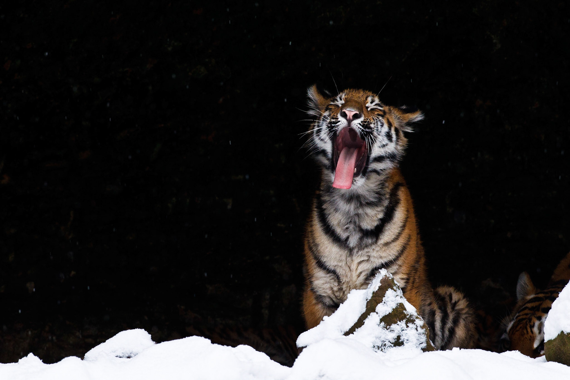 Siberian Tiger (Panthera tigris altaica) cub yawning while his brothers and mother are sleeping in a small cave (Captive)