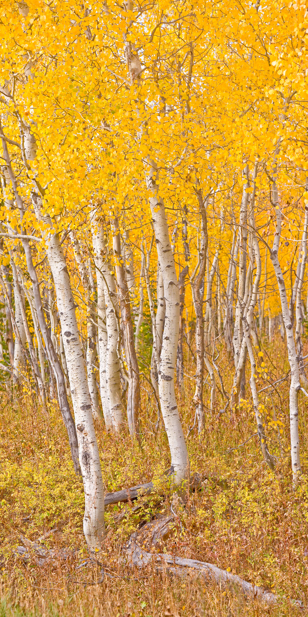 Fall Colors of the North